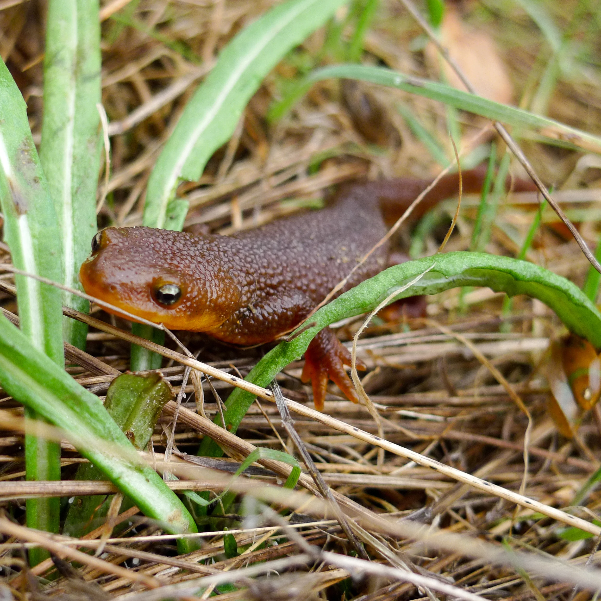 Winter Wildlife Watch