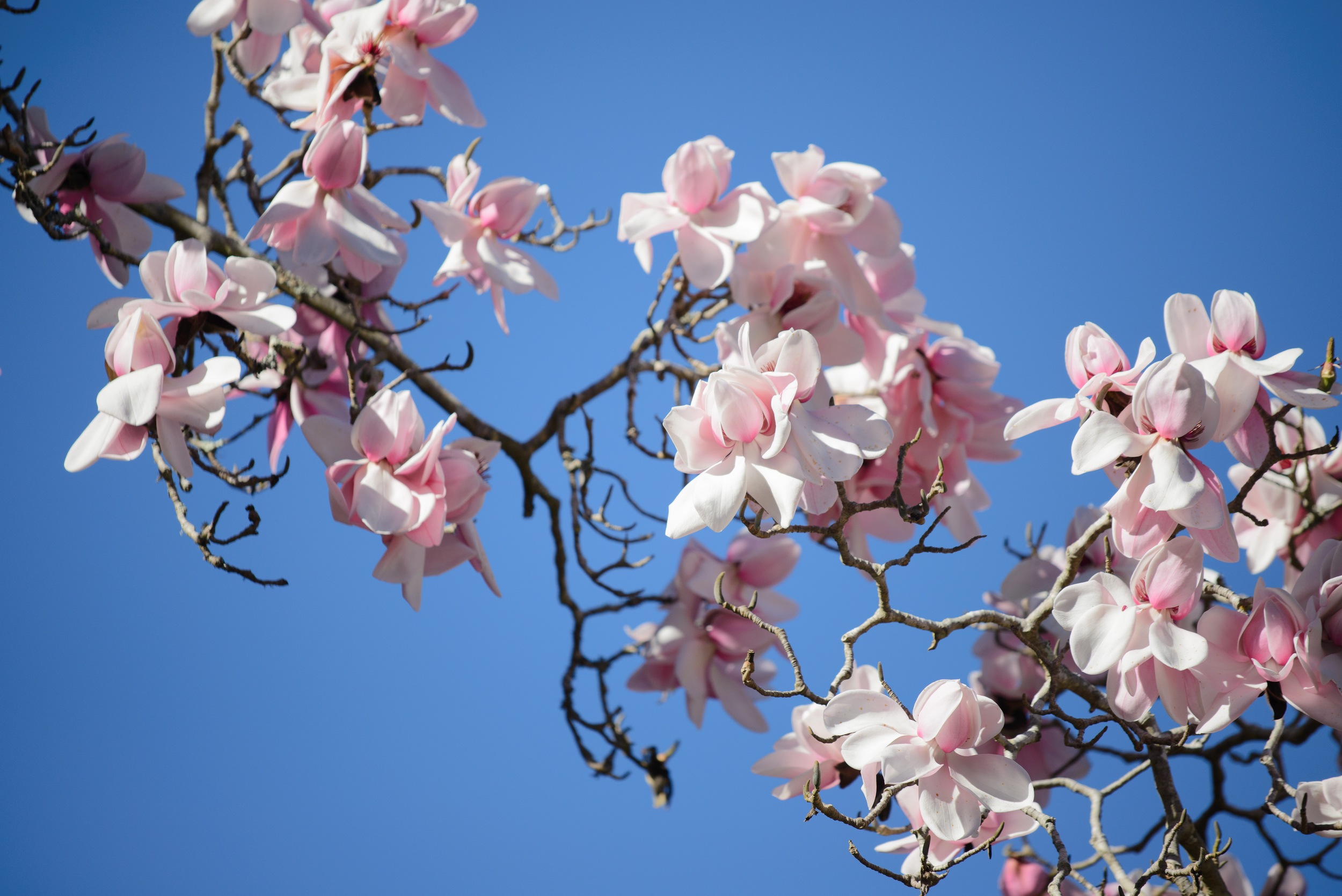 Magnolia campbellii. Photo by Tom Karlo.