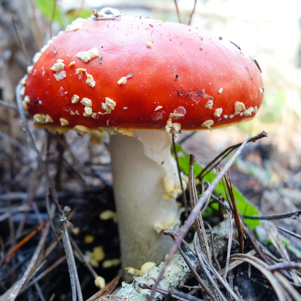 February Awesome List