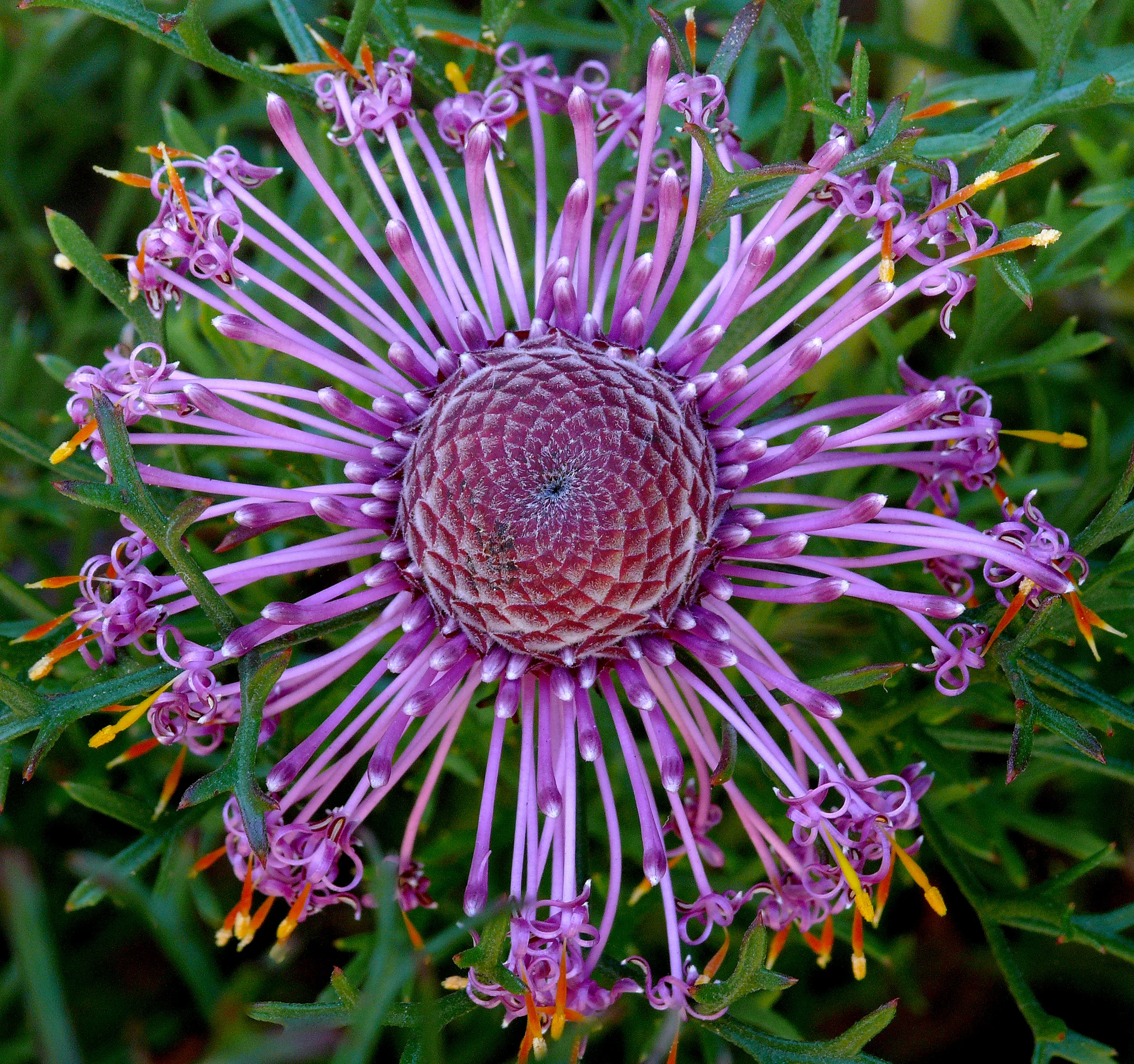 Spring is Full of Surprises at San Francisco Botanical Garden with an Ever-changing Show of Weird and Wonderful Blossoms