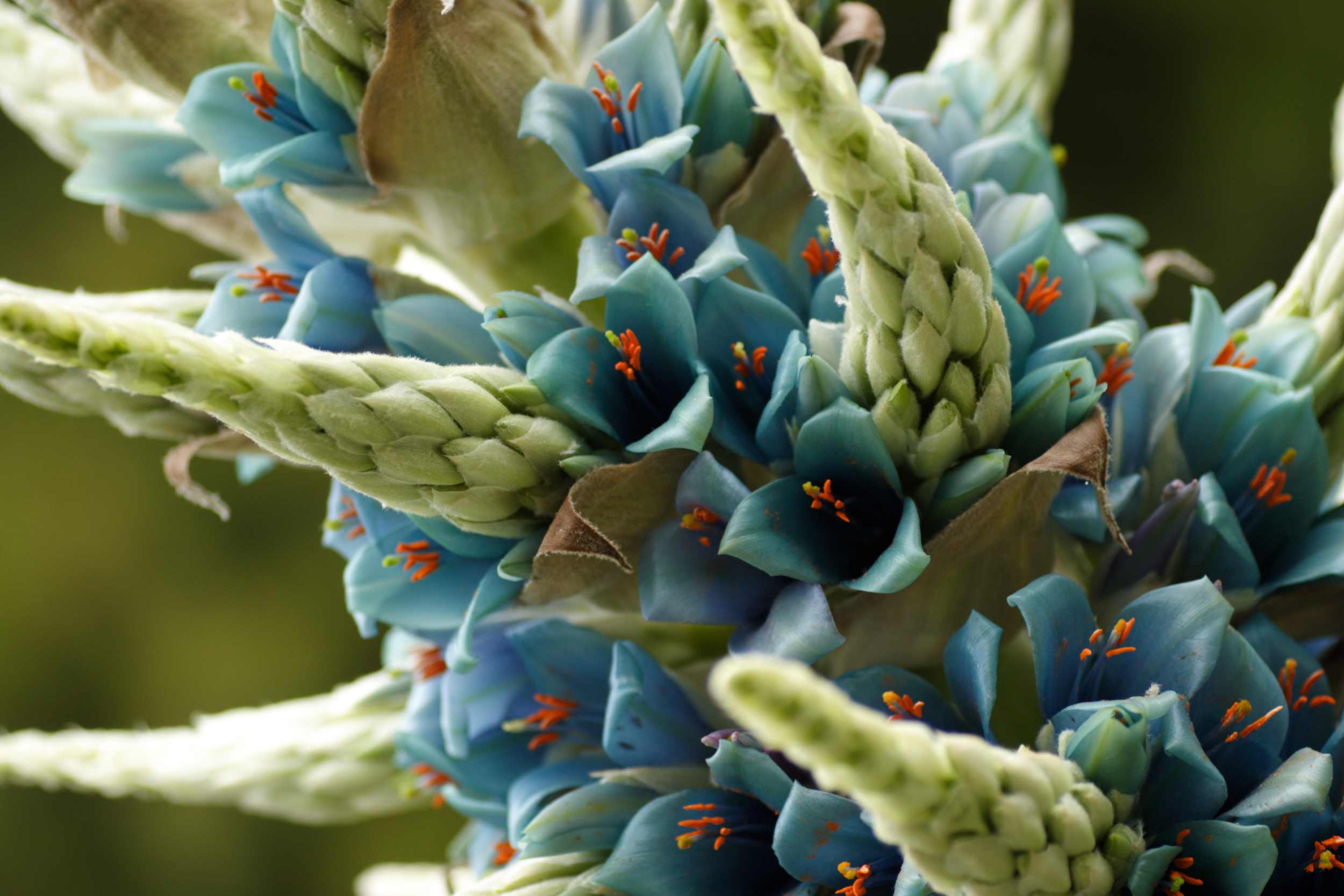 Puya . Photo by Van Swearingen.