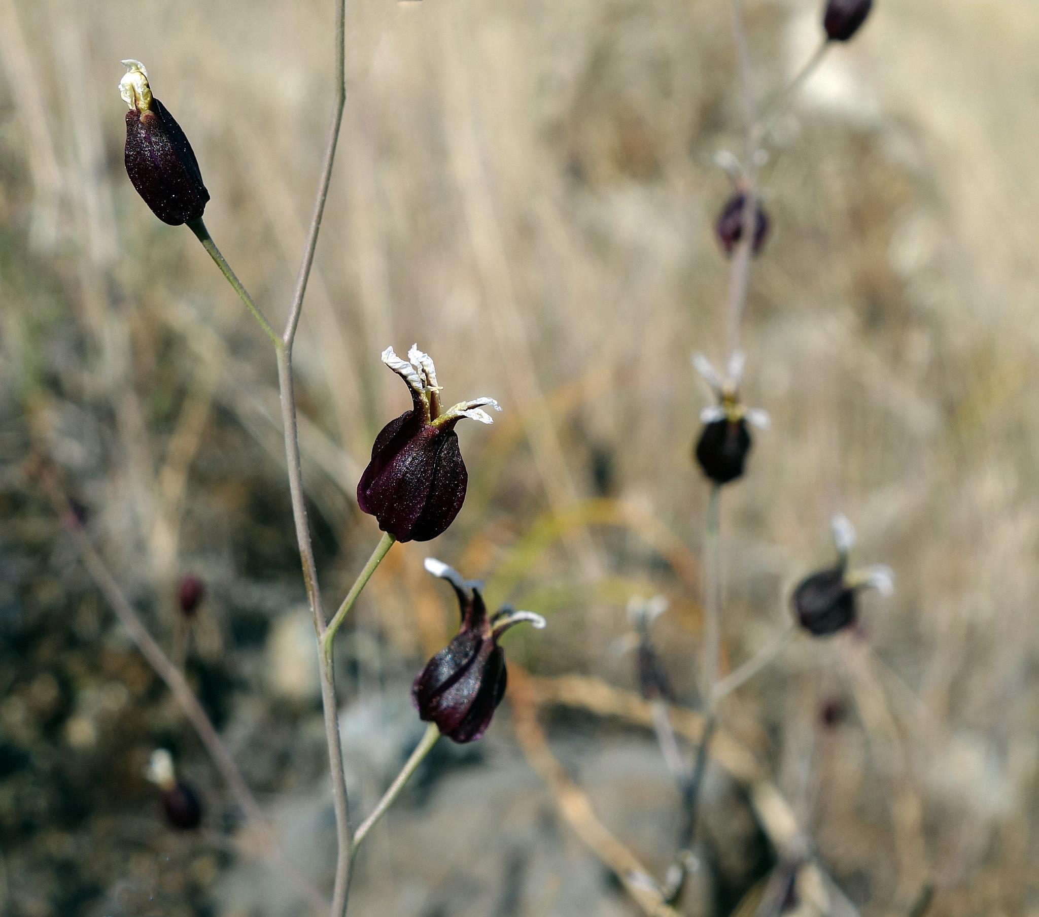 Black Jewel Flower (Copy)