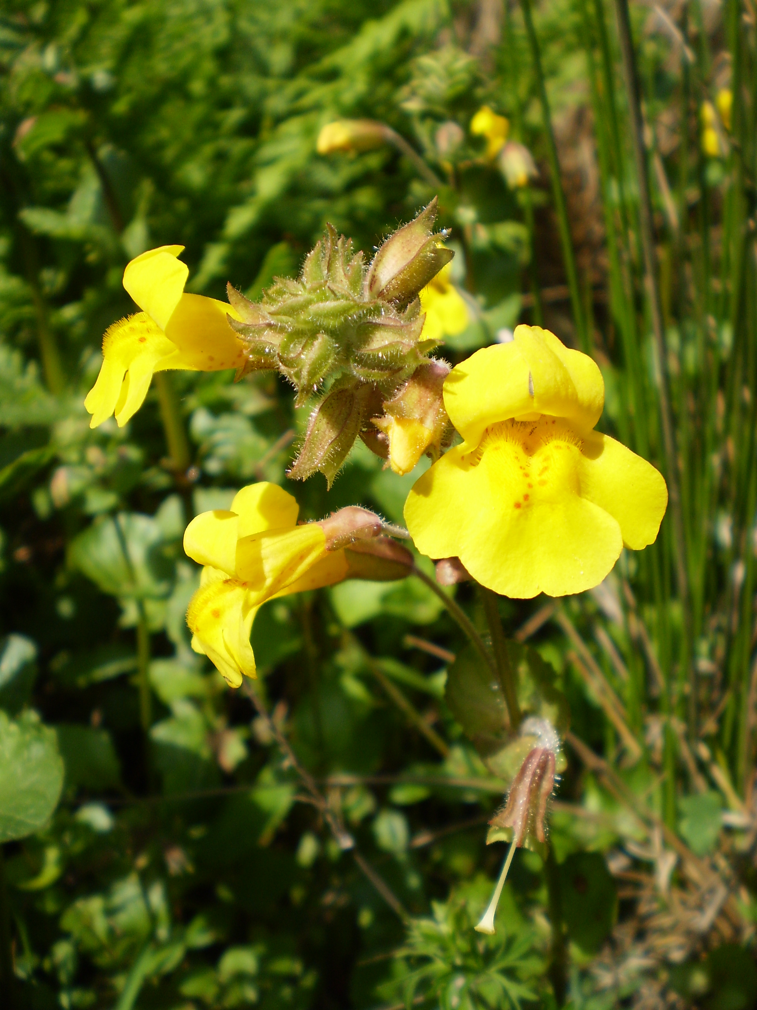 Stream Monkey Flower