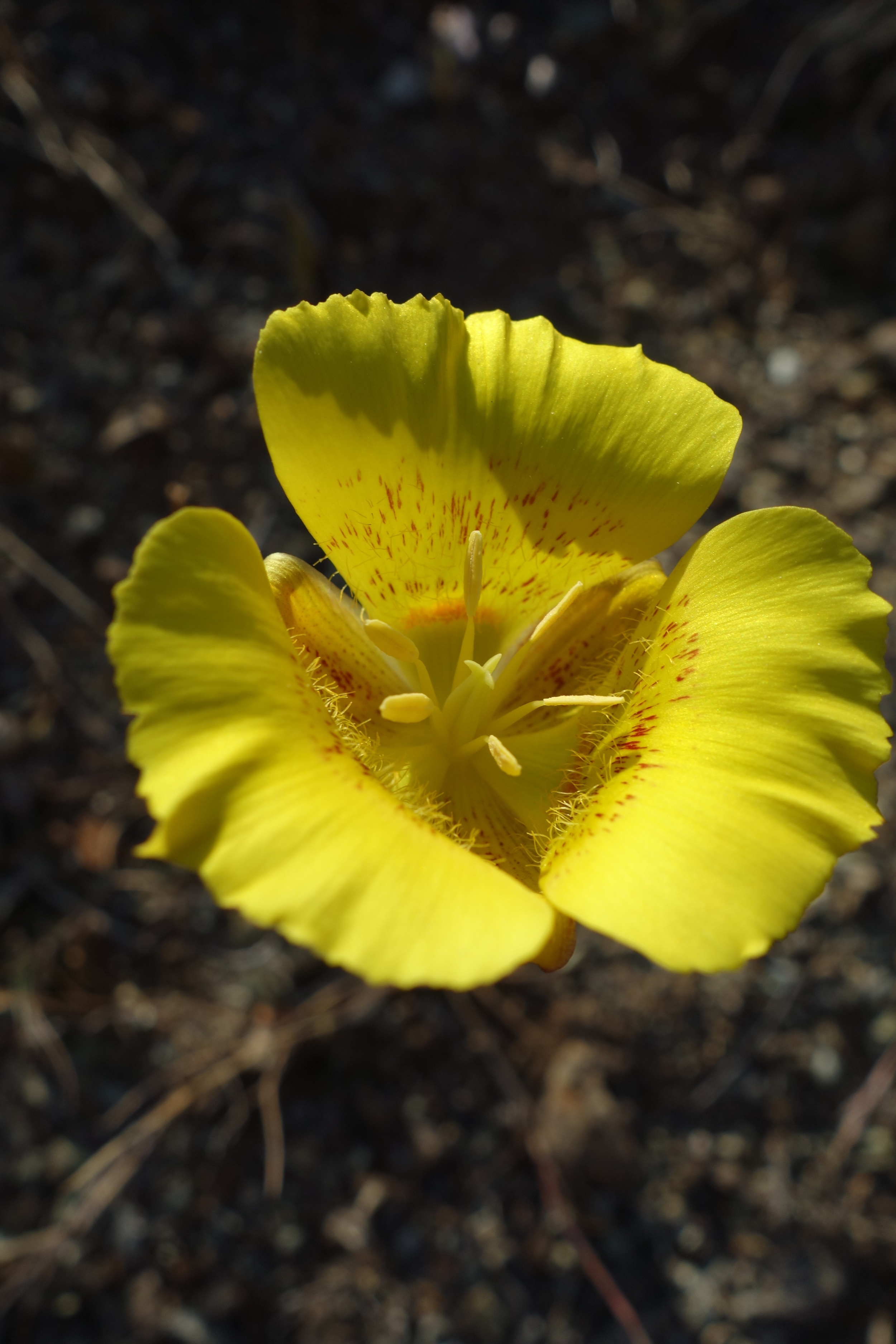 Yellow Mariposa Tulip (Copy)