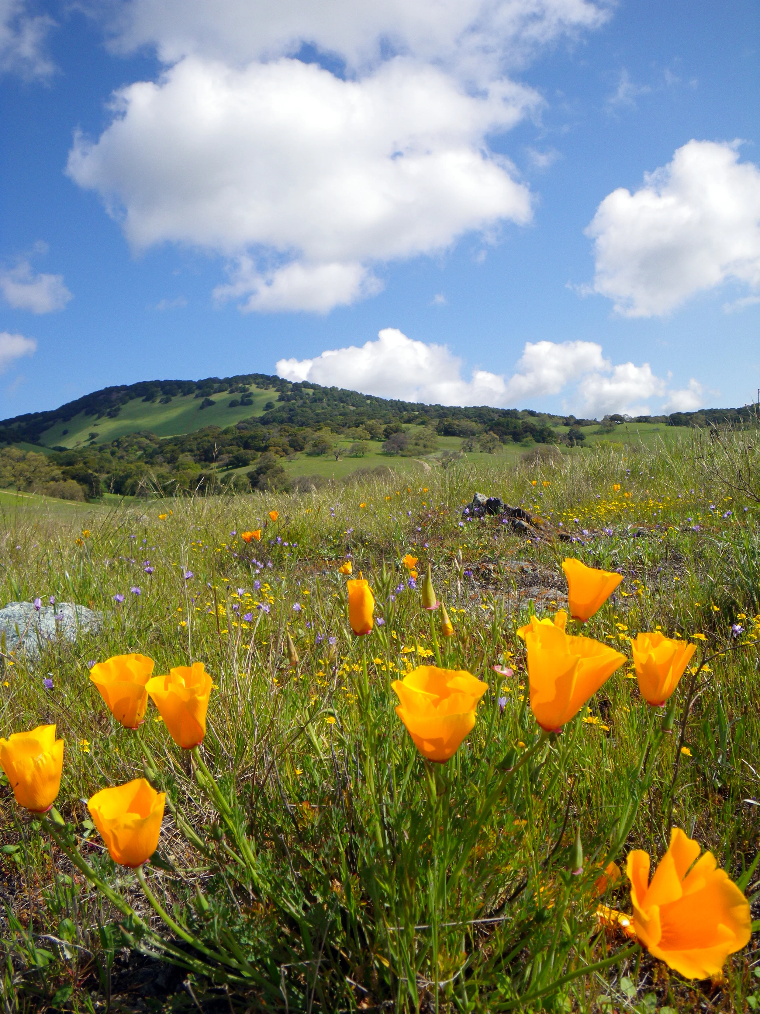 Road to Mount Burdell