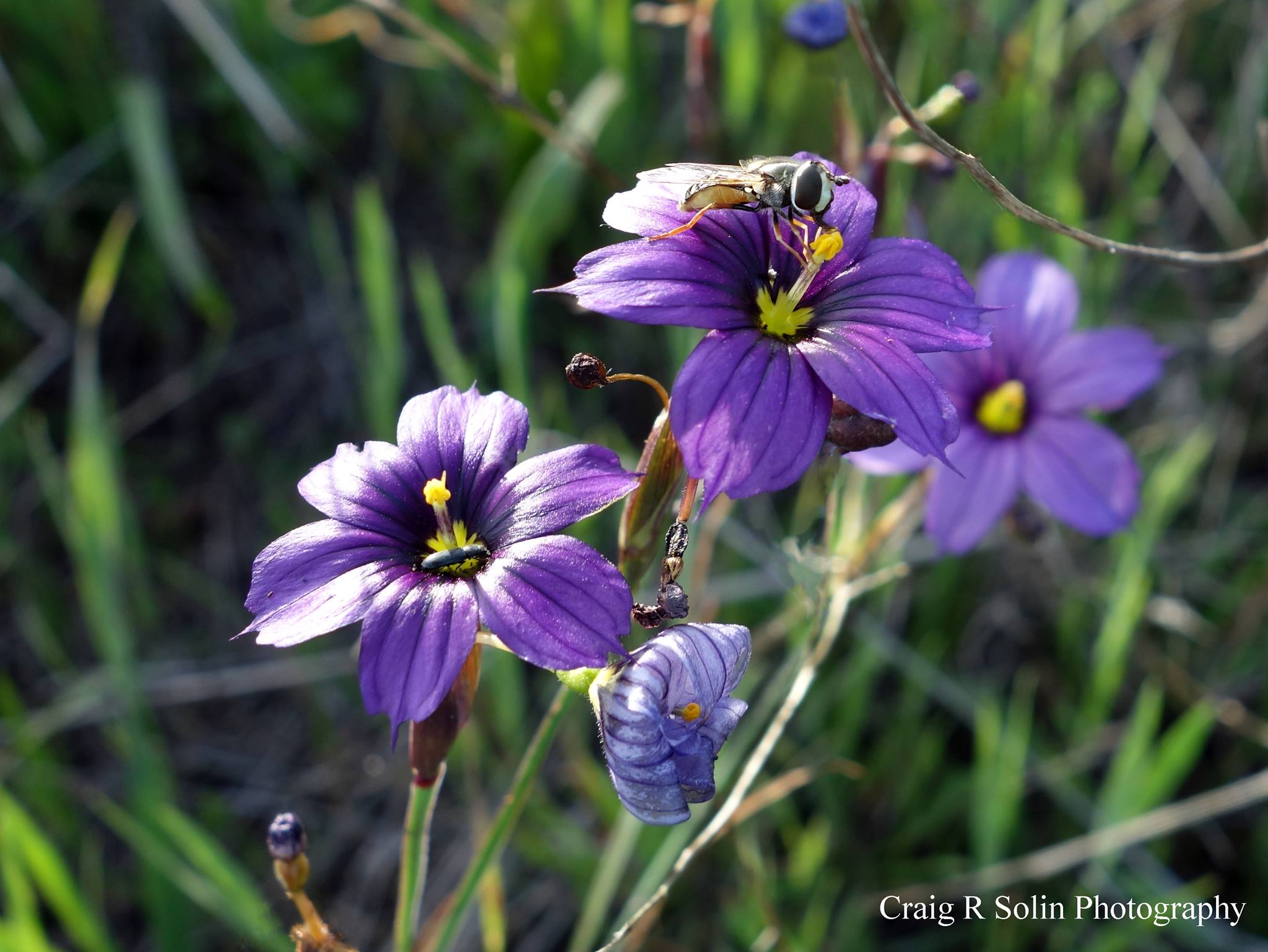 Blue-Eyed Grass