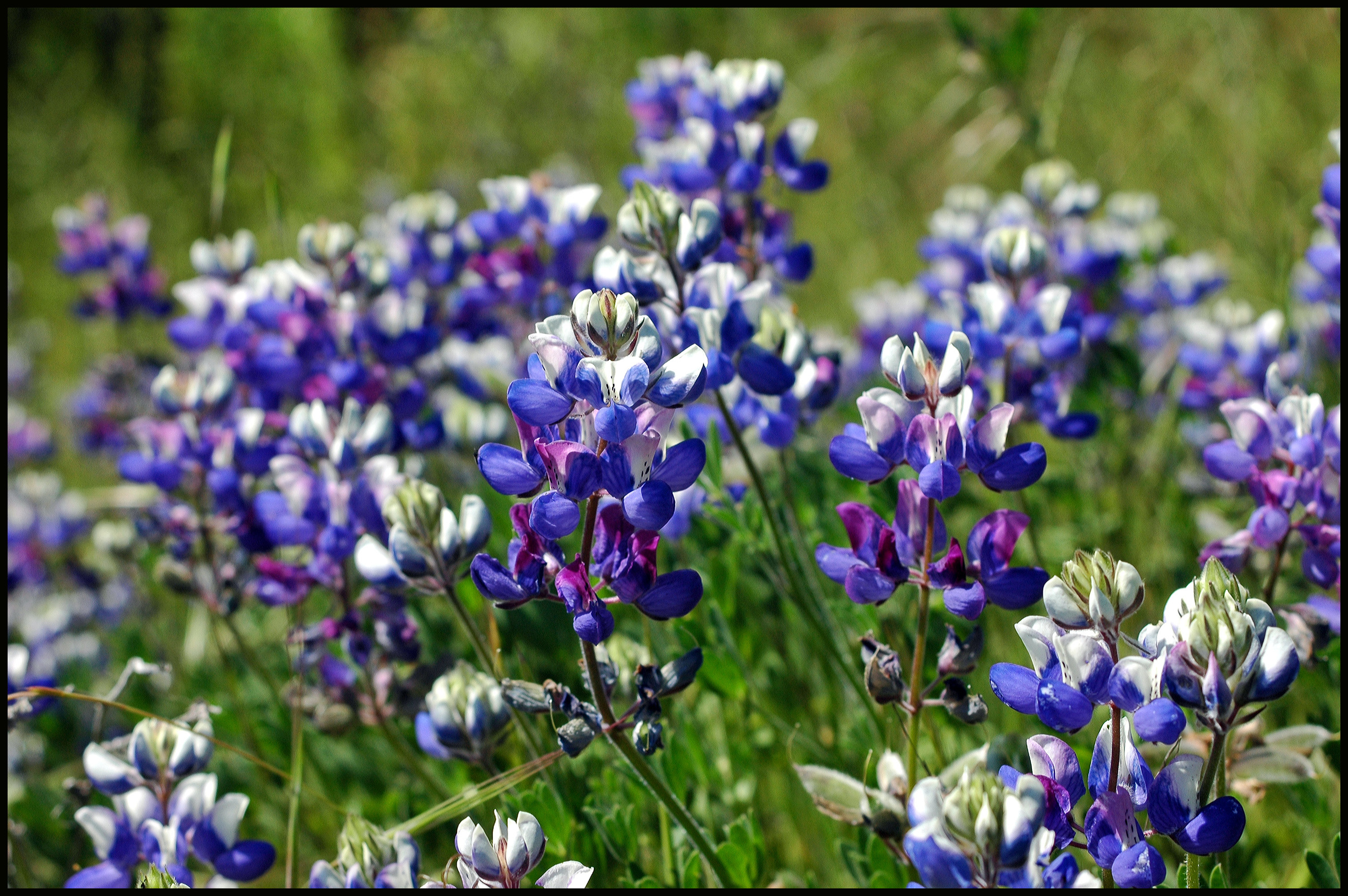 Lupines