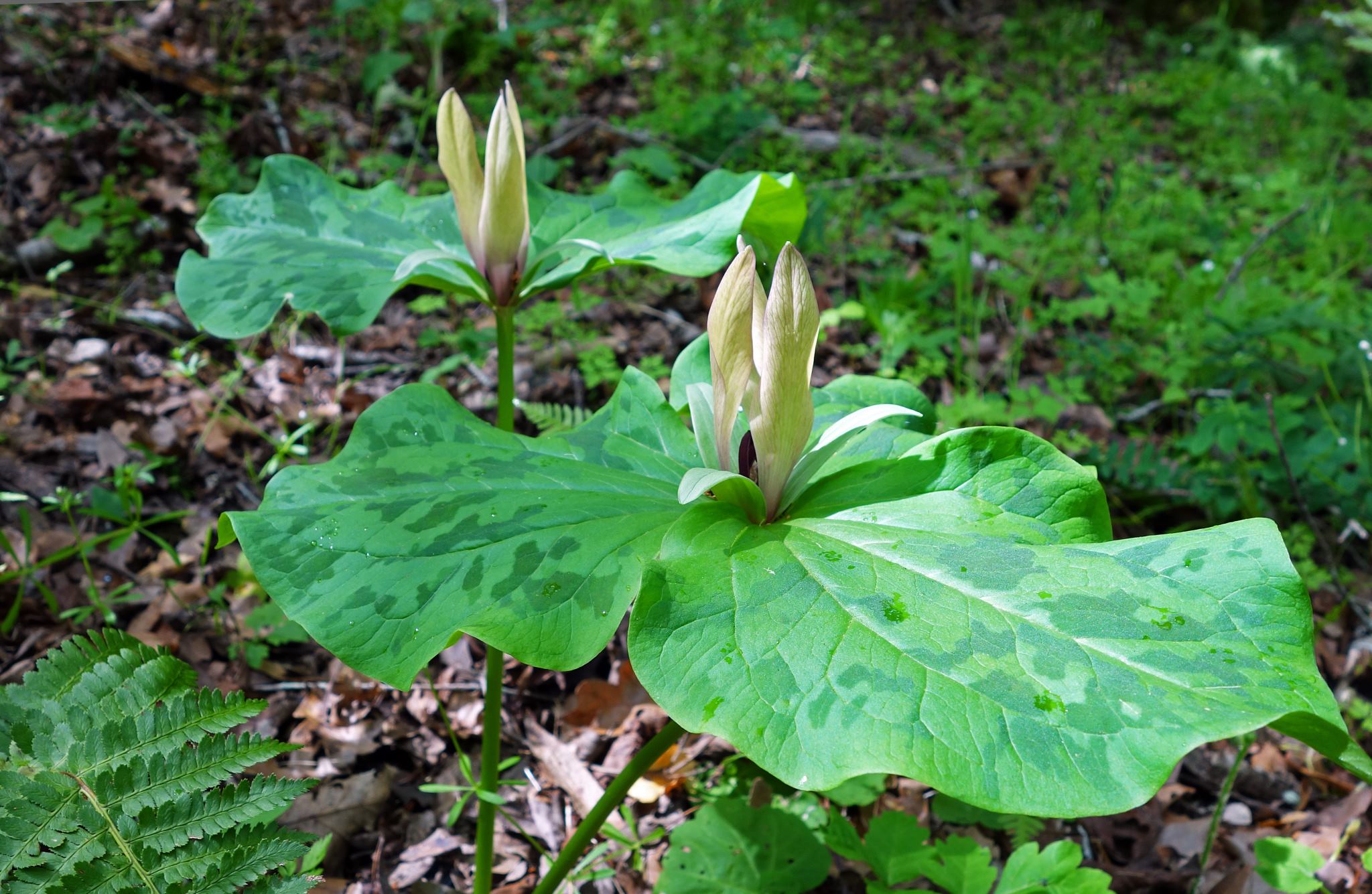 Giant Trillium