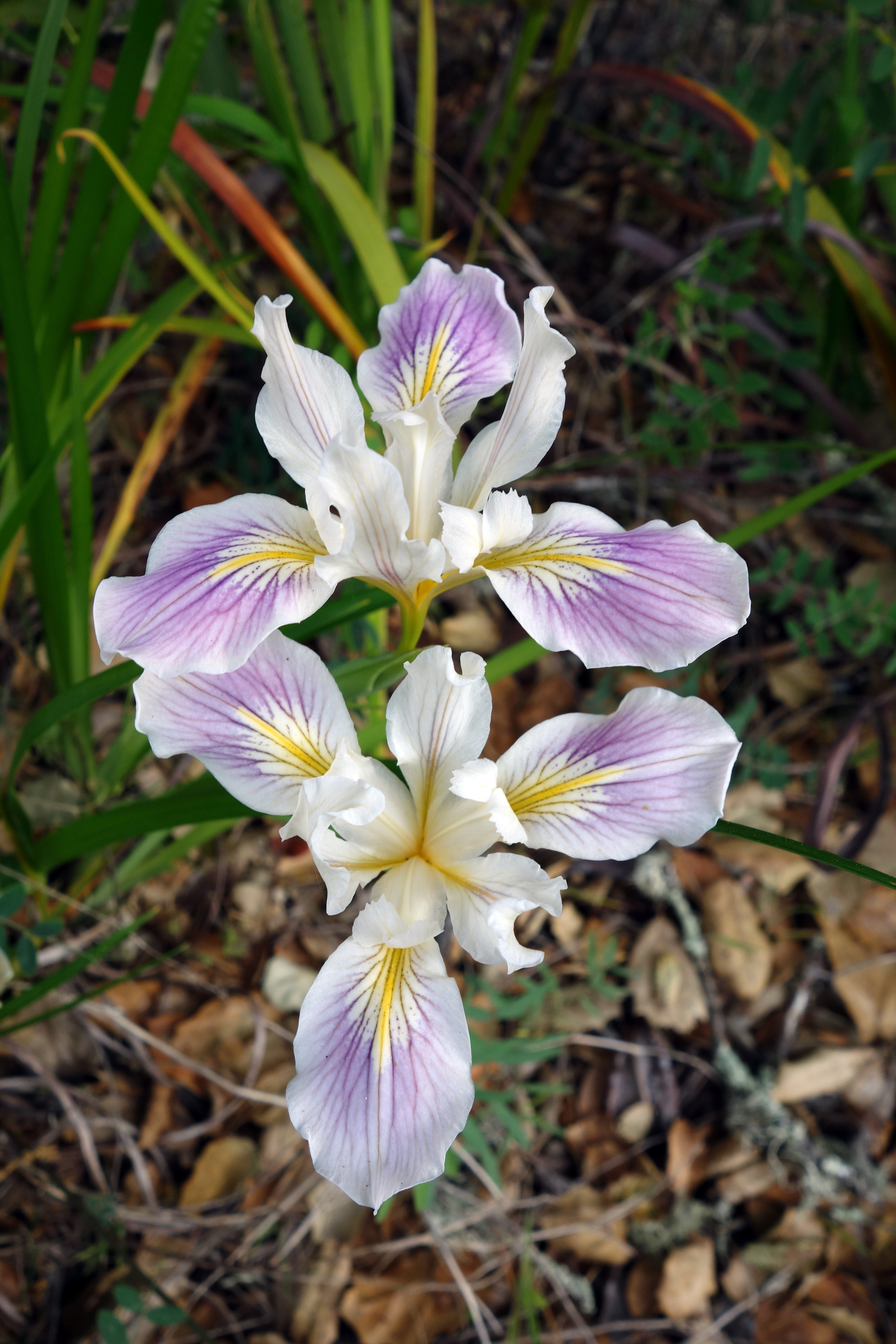 Iris