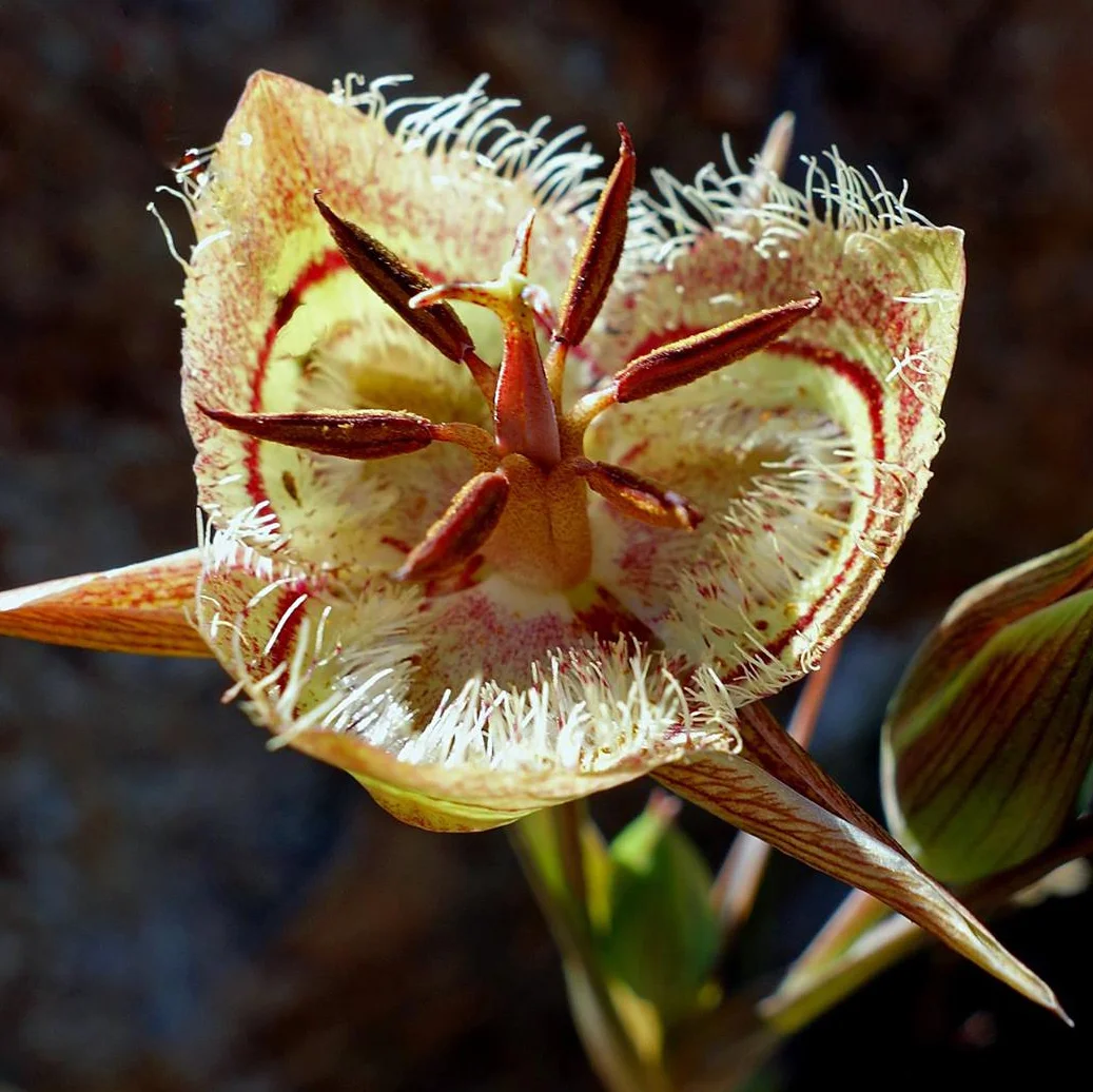 5 Awesome Wildflower Hikes in Marin