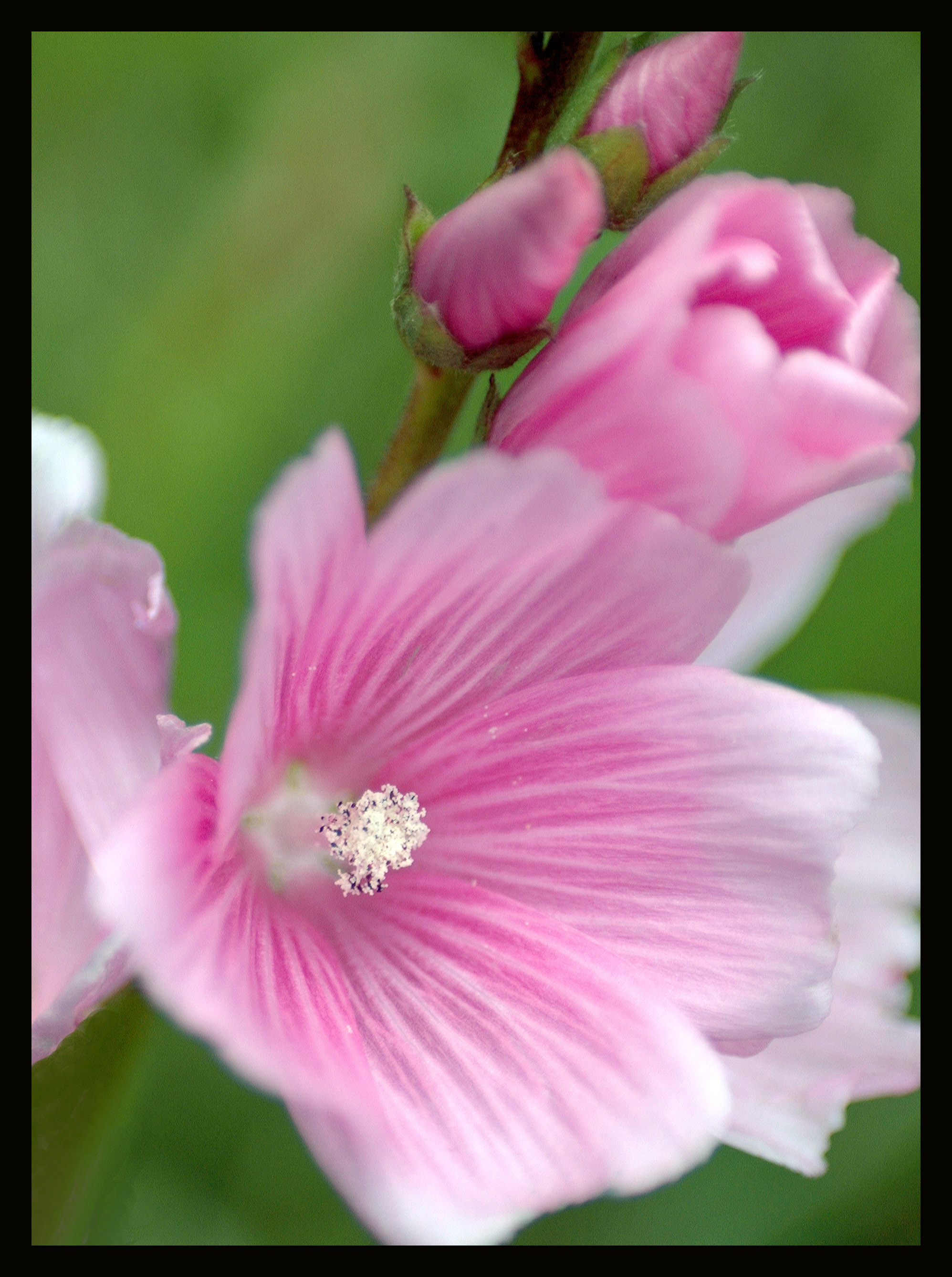Checker Bloom