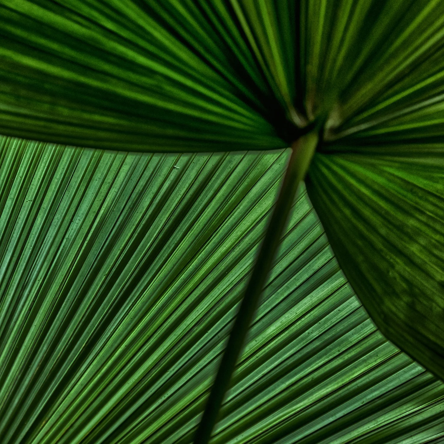 Stranded! Tropical Island Survival At the Conservatory of Flowers