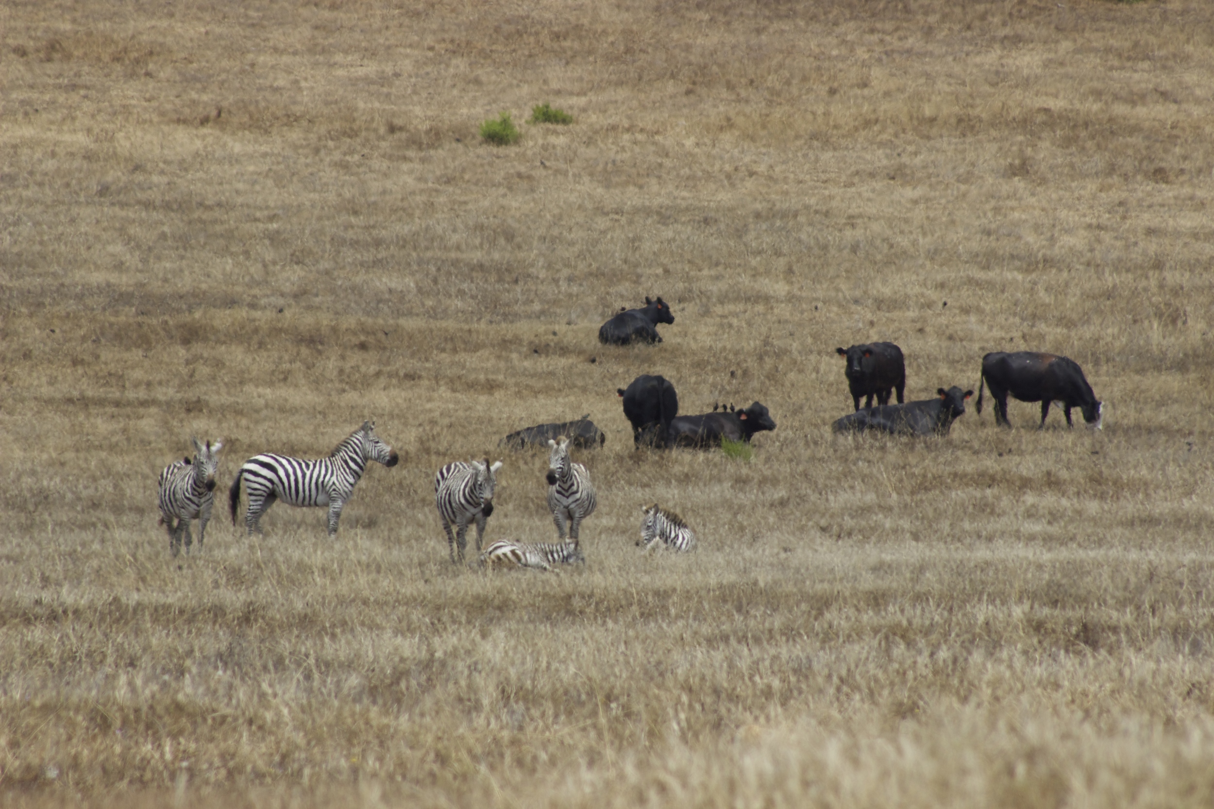 Zebras and Cows on Hearst Ranch