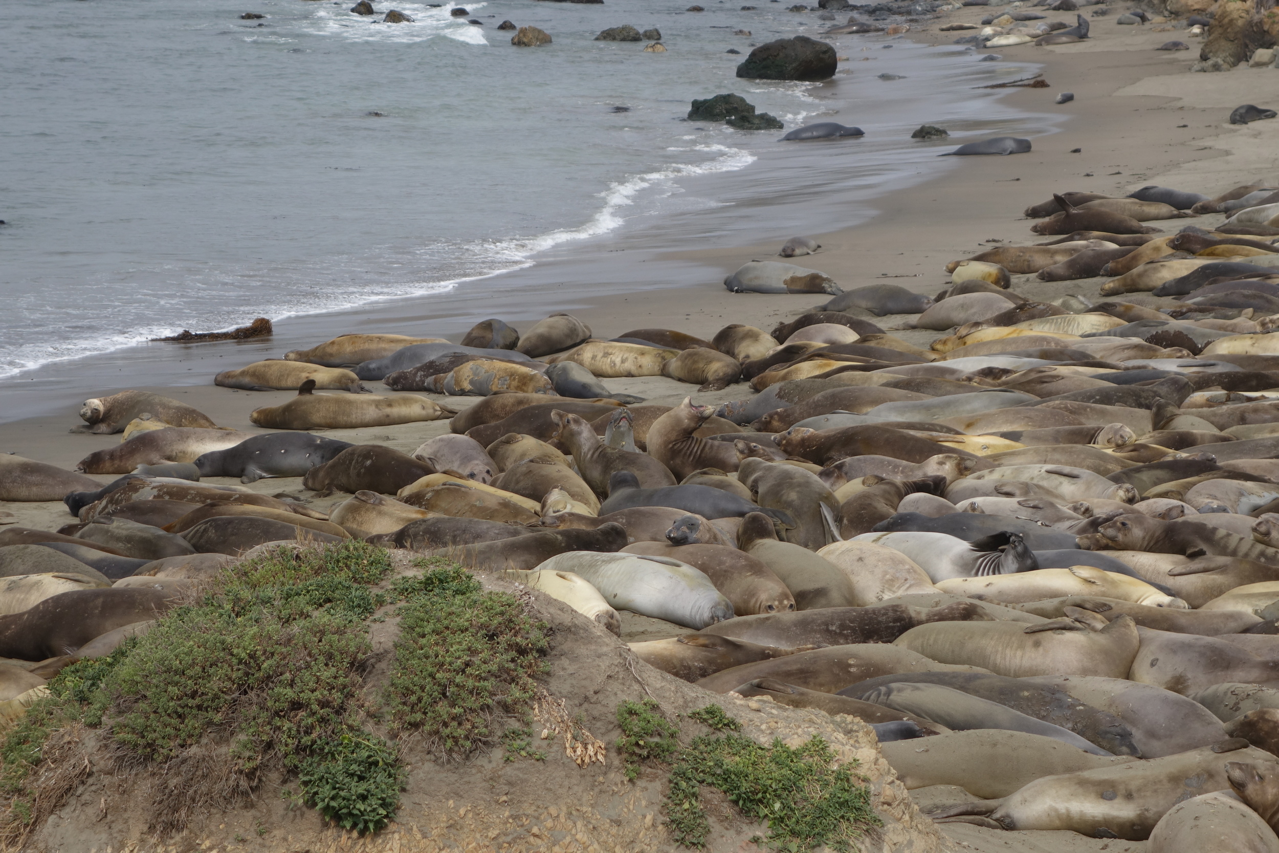 Elephant Seal Overlook