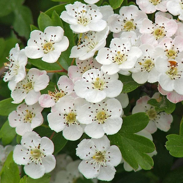 What's Happening This Weekend (May 1-3)