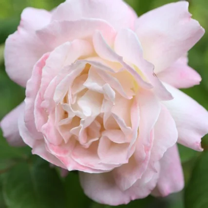 What's Happening This Mother's Day Weekend (May 8-10)