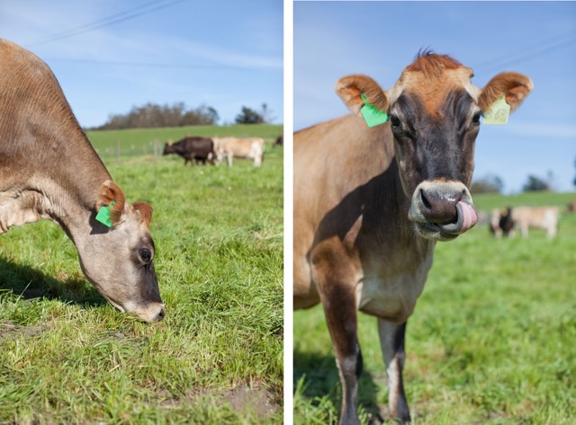 Spring Hill Jersey Cows