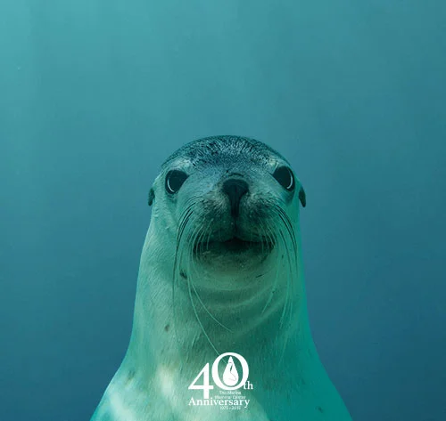 Tickets Are Selling Fast For The Sea Lion Soirée