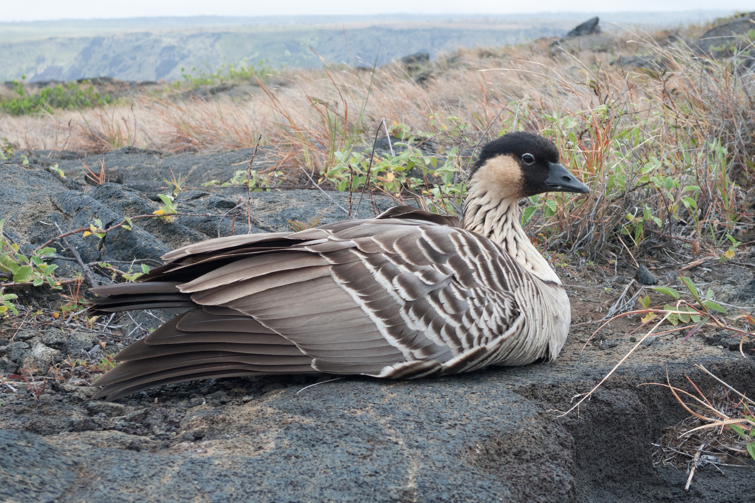 Nene, Hawaiian goose