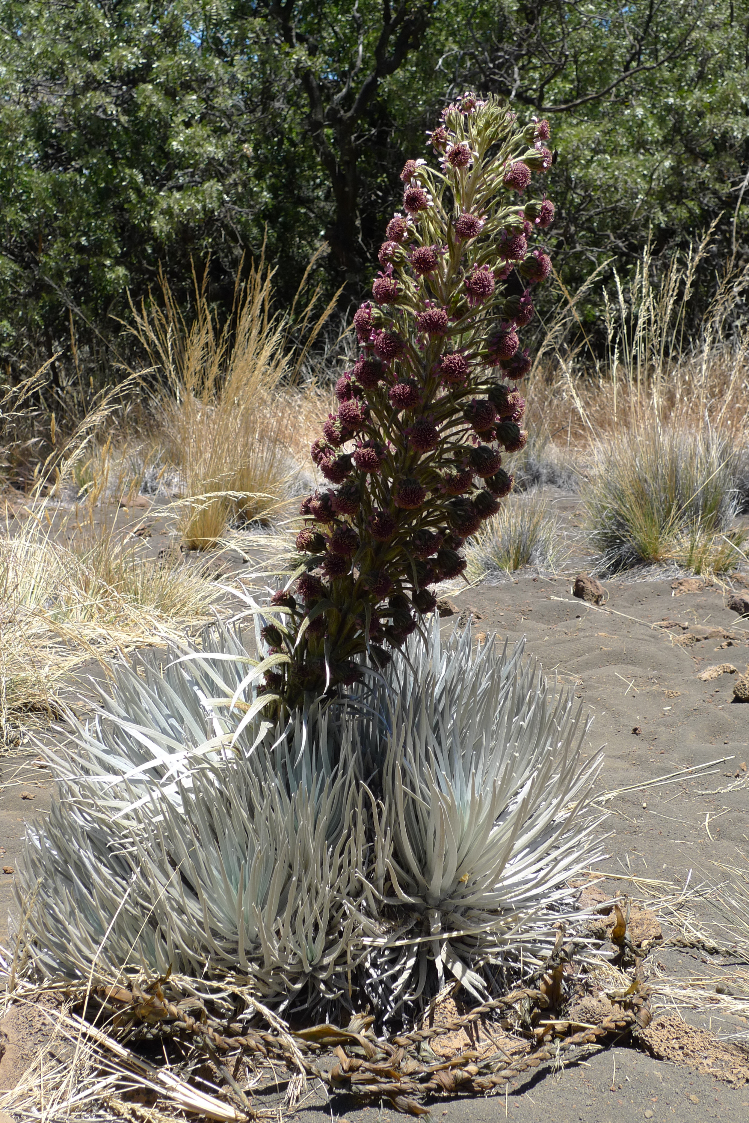 Rare Silversword Bloom