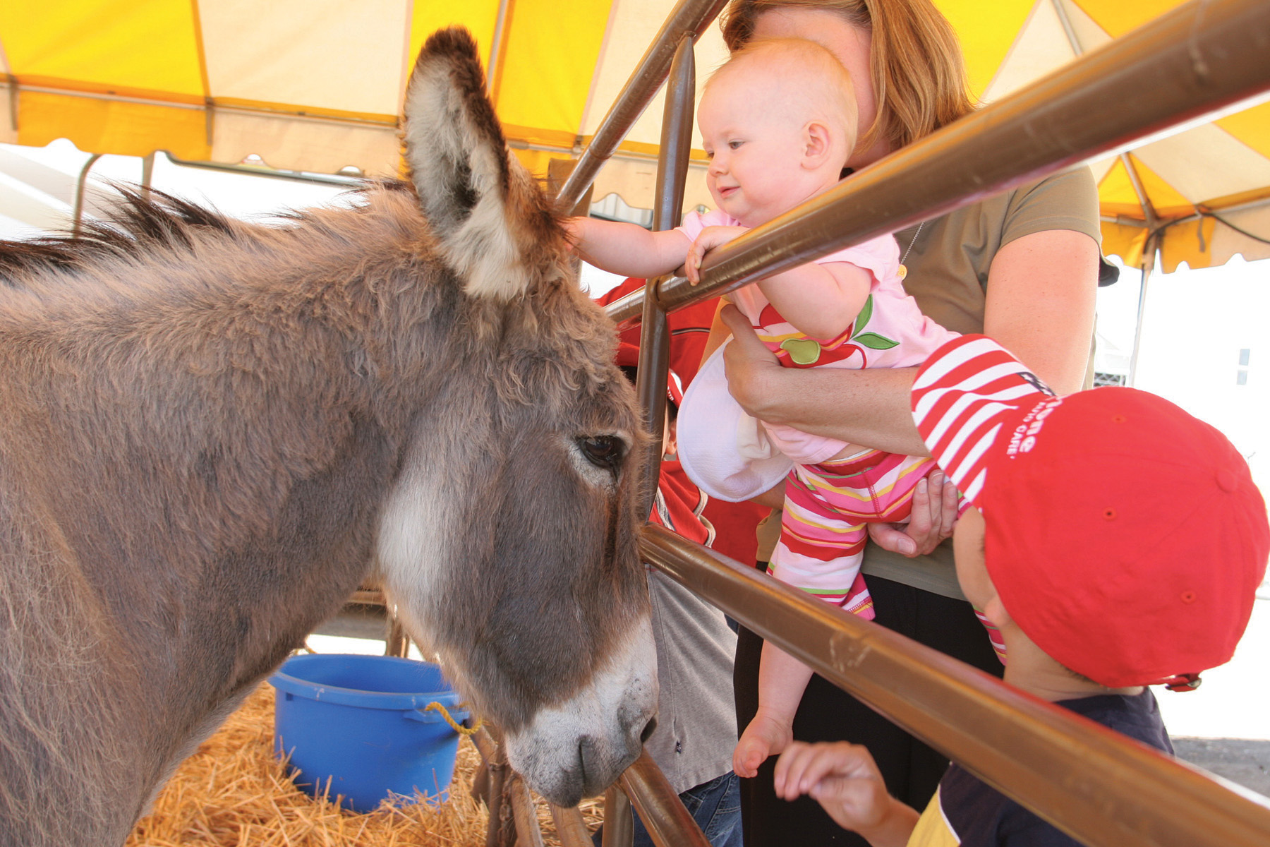 baby&donkey.jpg