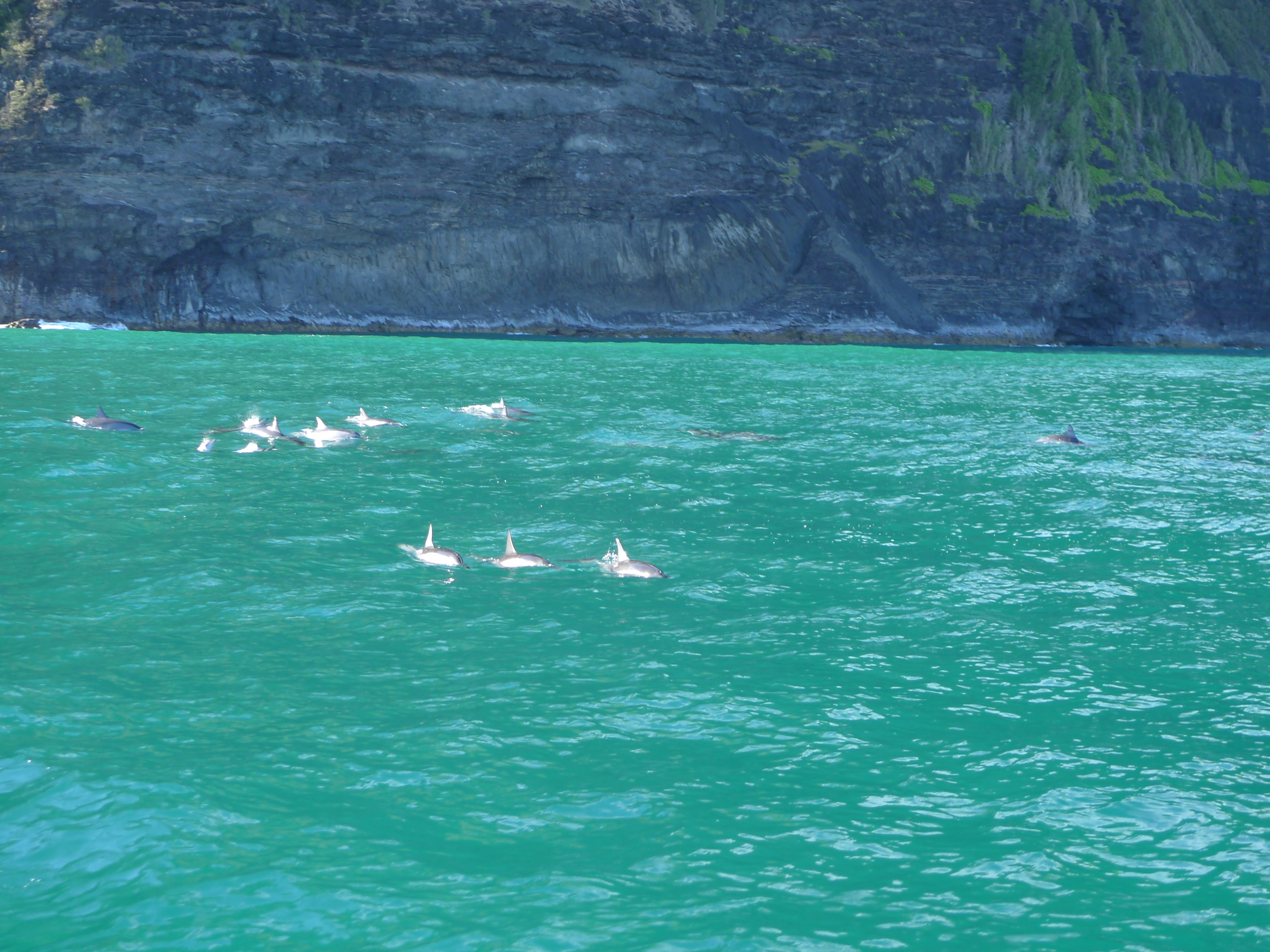 Dolphins along the Na Pali Coast