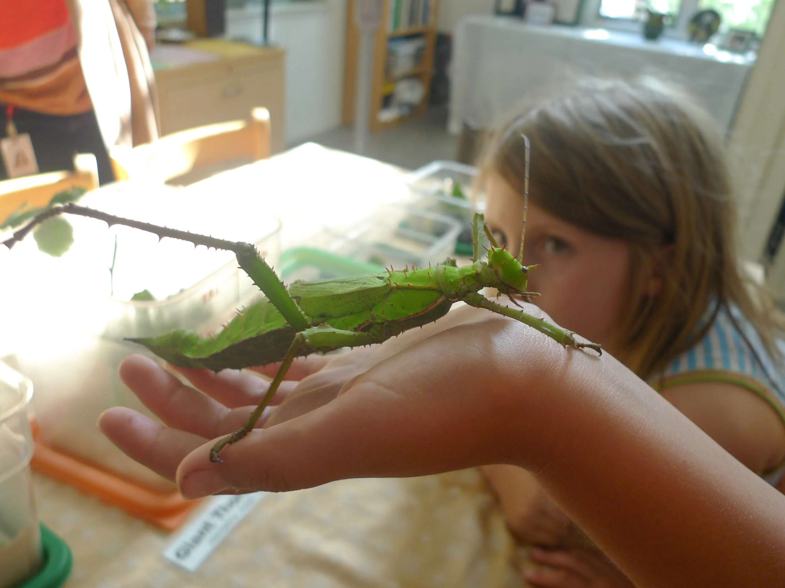 Giant Thorny Phasmid