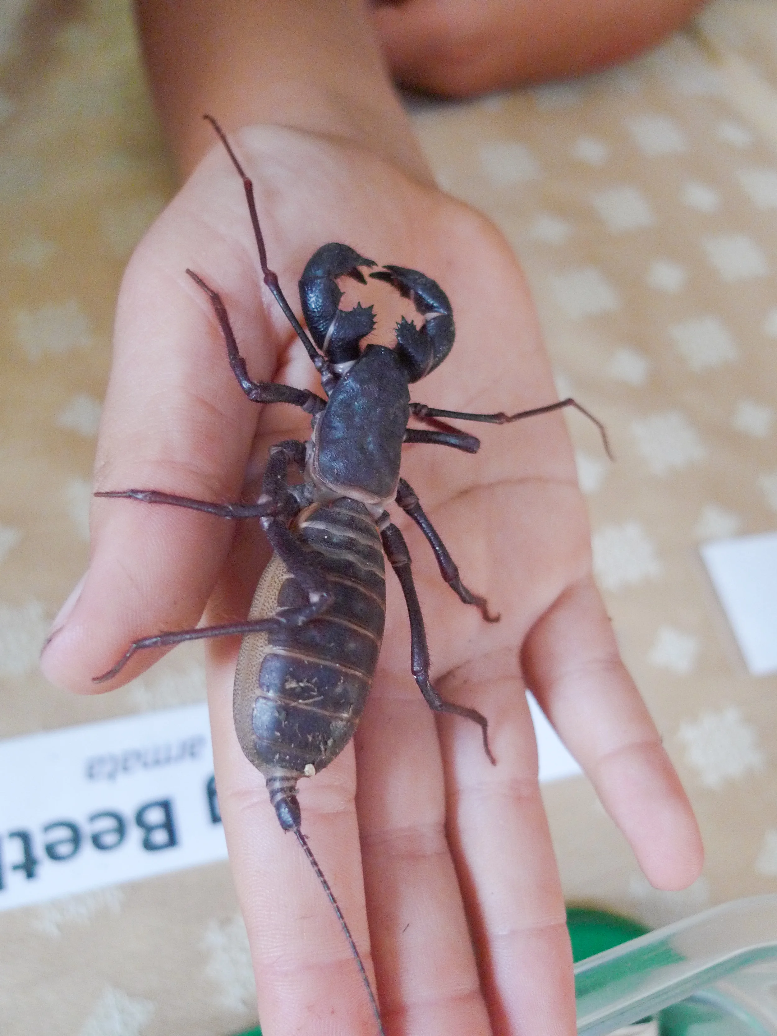 Vinegaroon