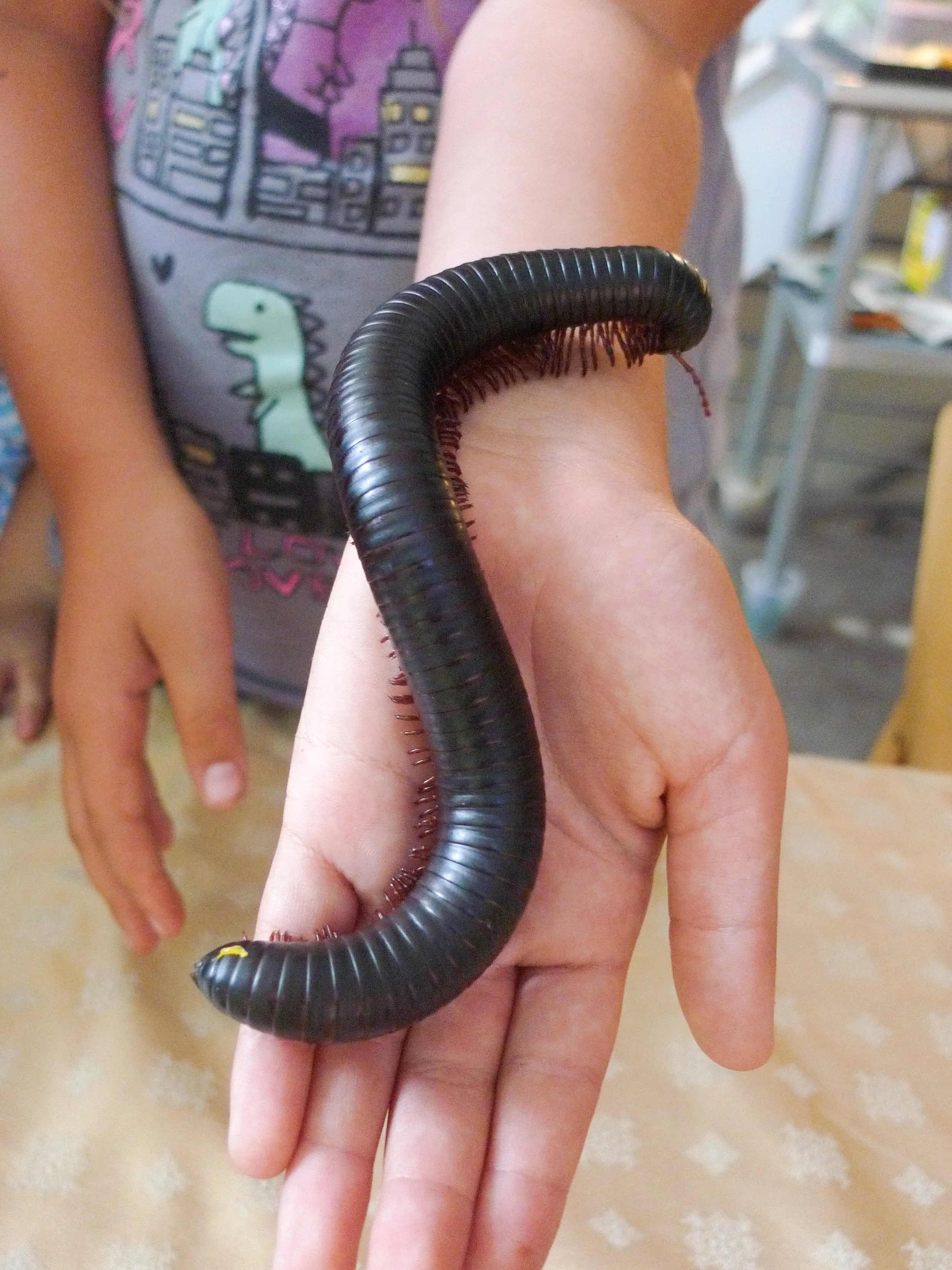 Giant African Millipede