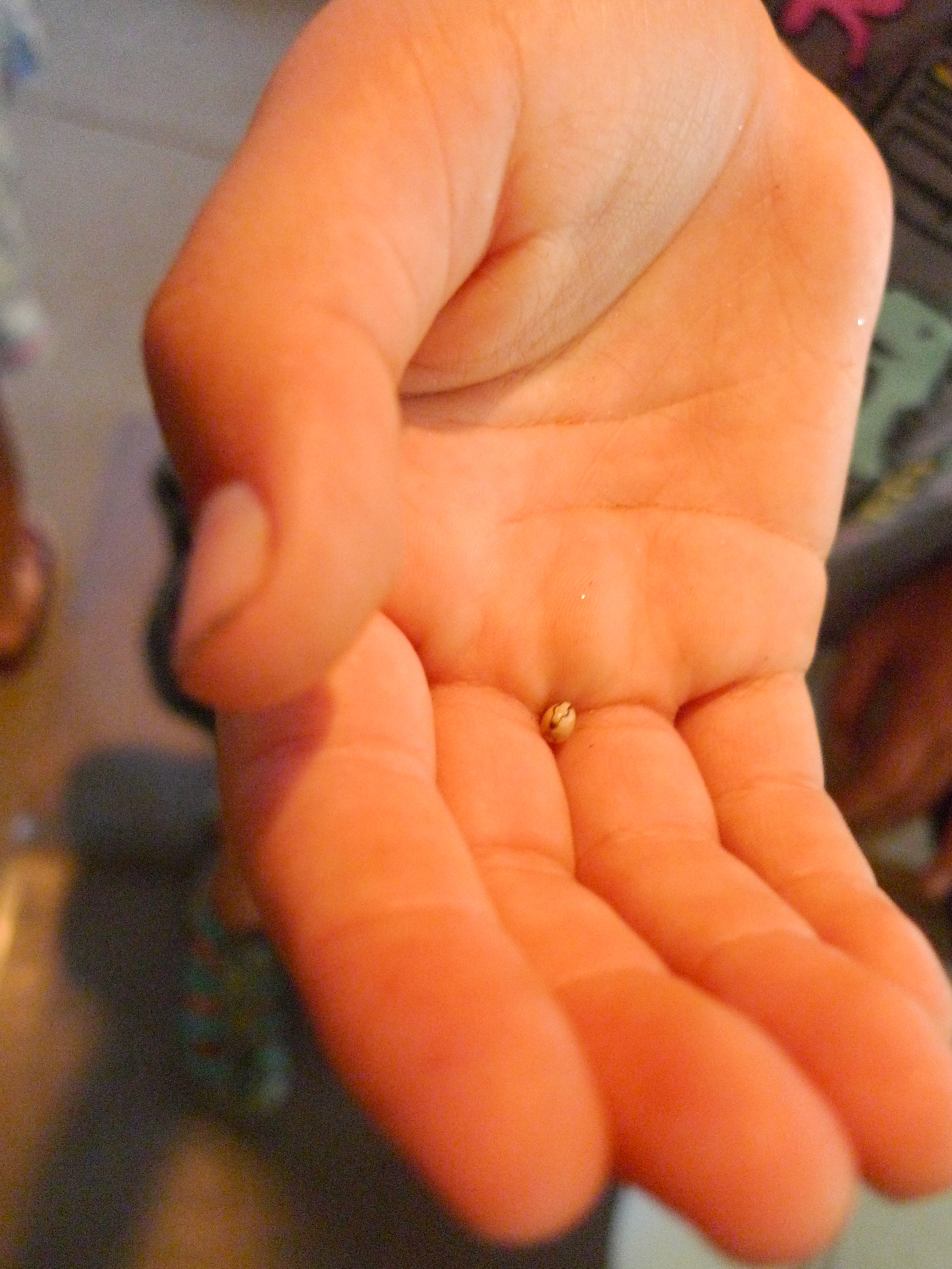 Egg from the Australian Walking Stick