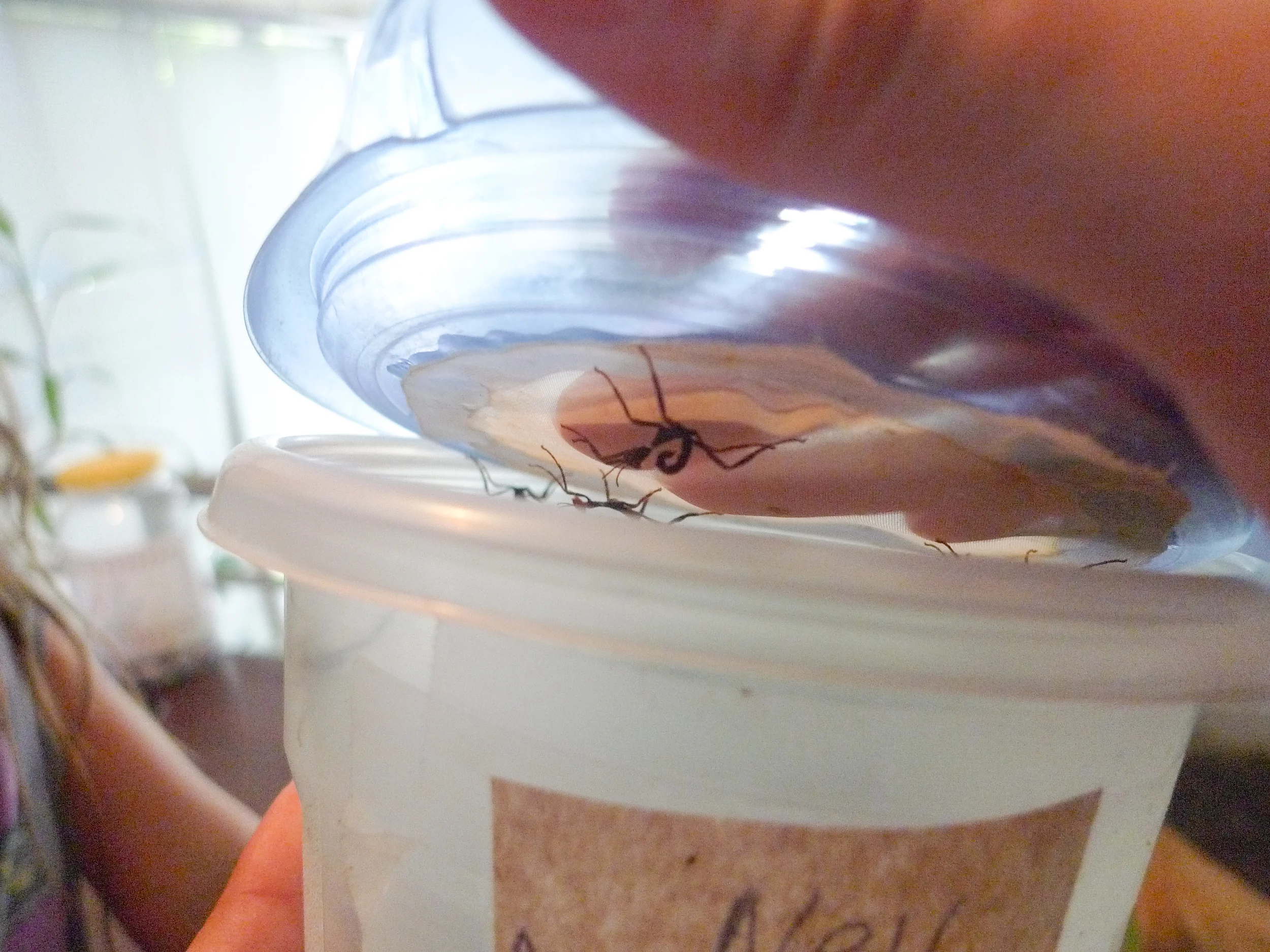 Baby Scorpions