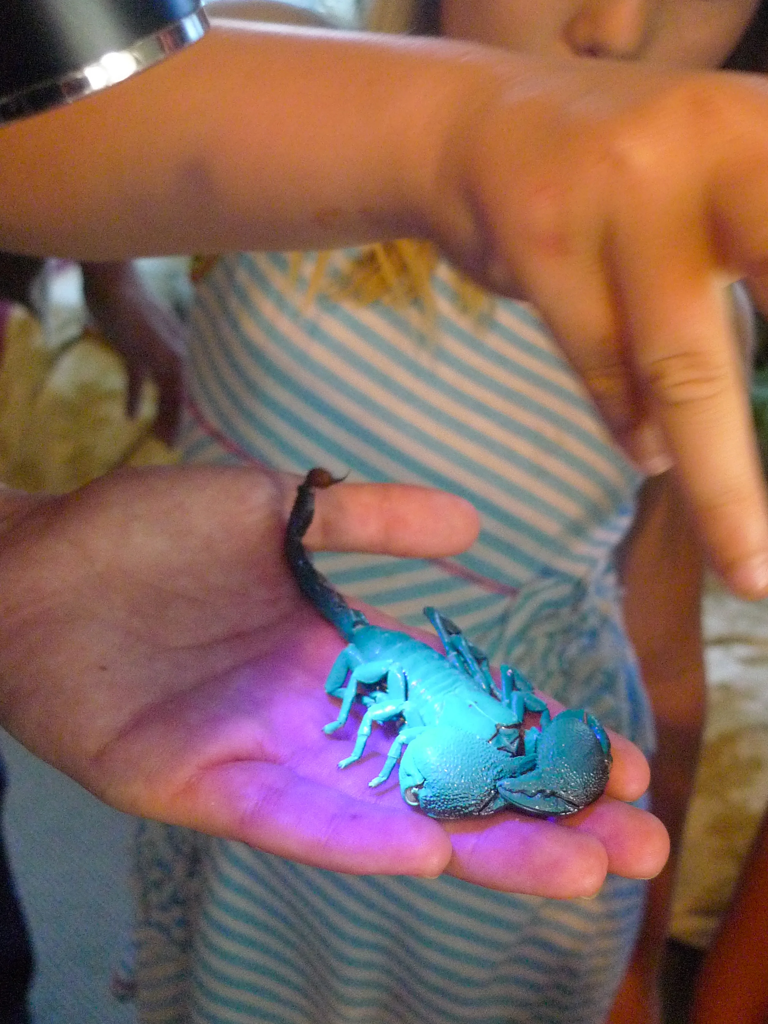 Scorpions Turn Blue Under UV Light