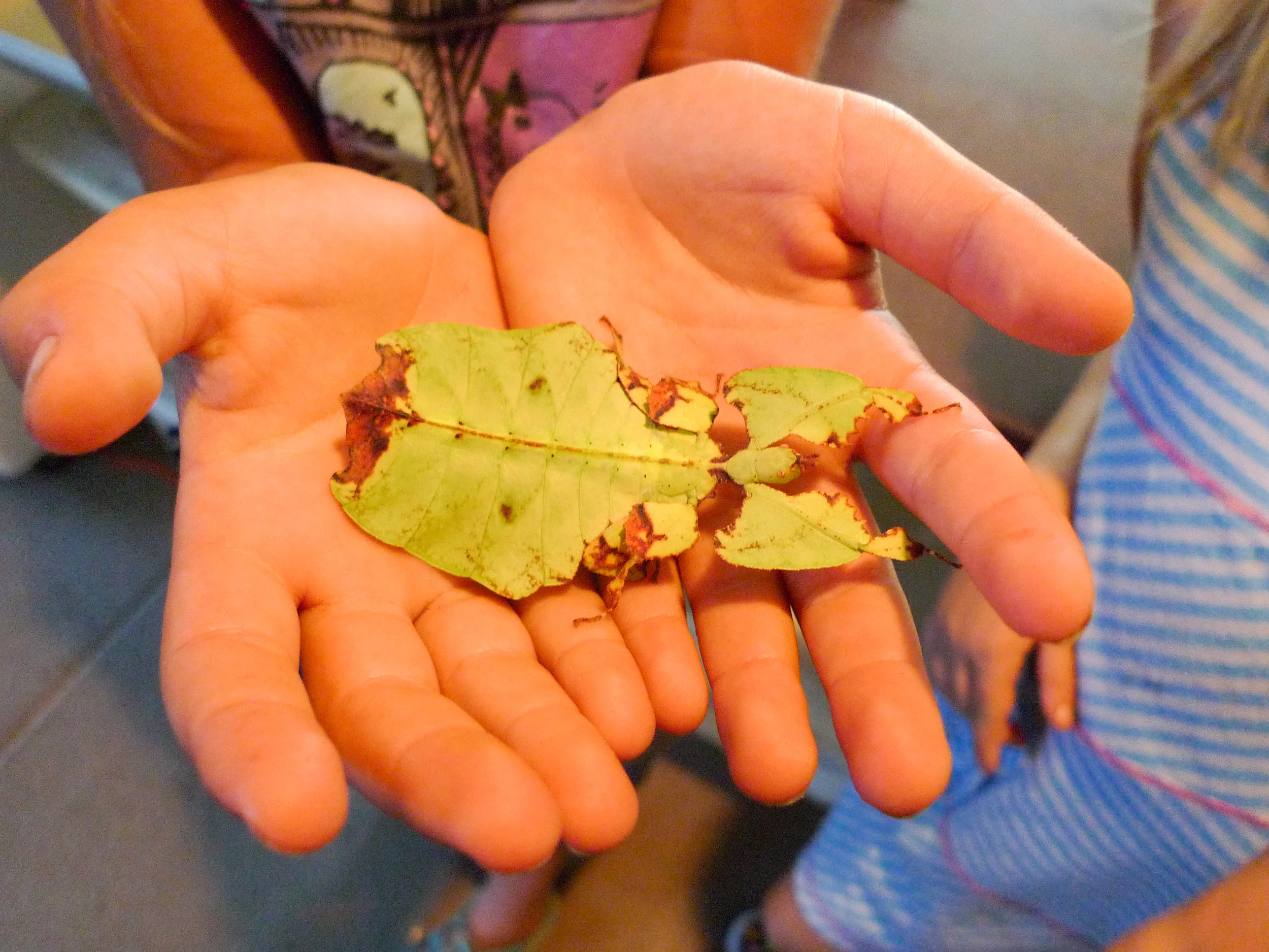Walking Leaf Insect