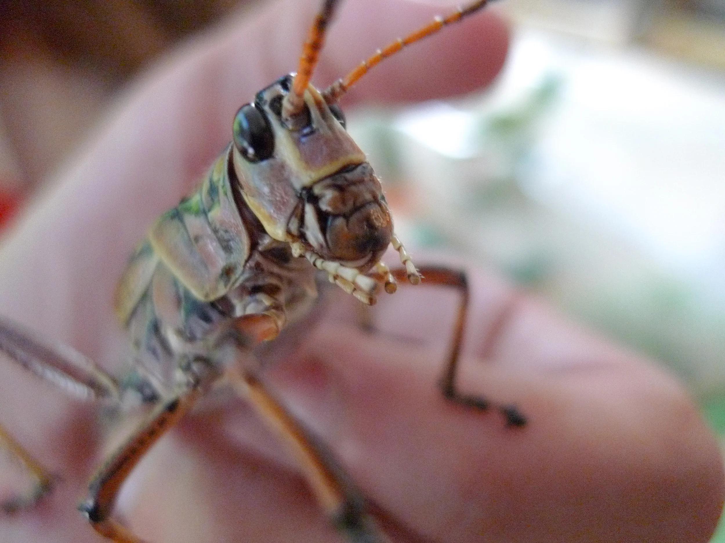 hoop_insects-154.jpg