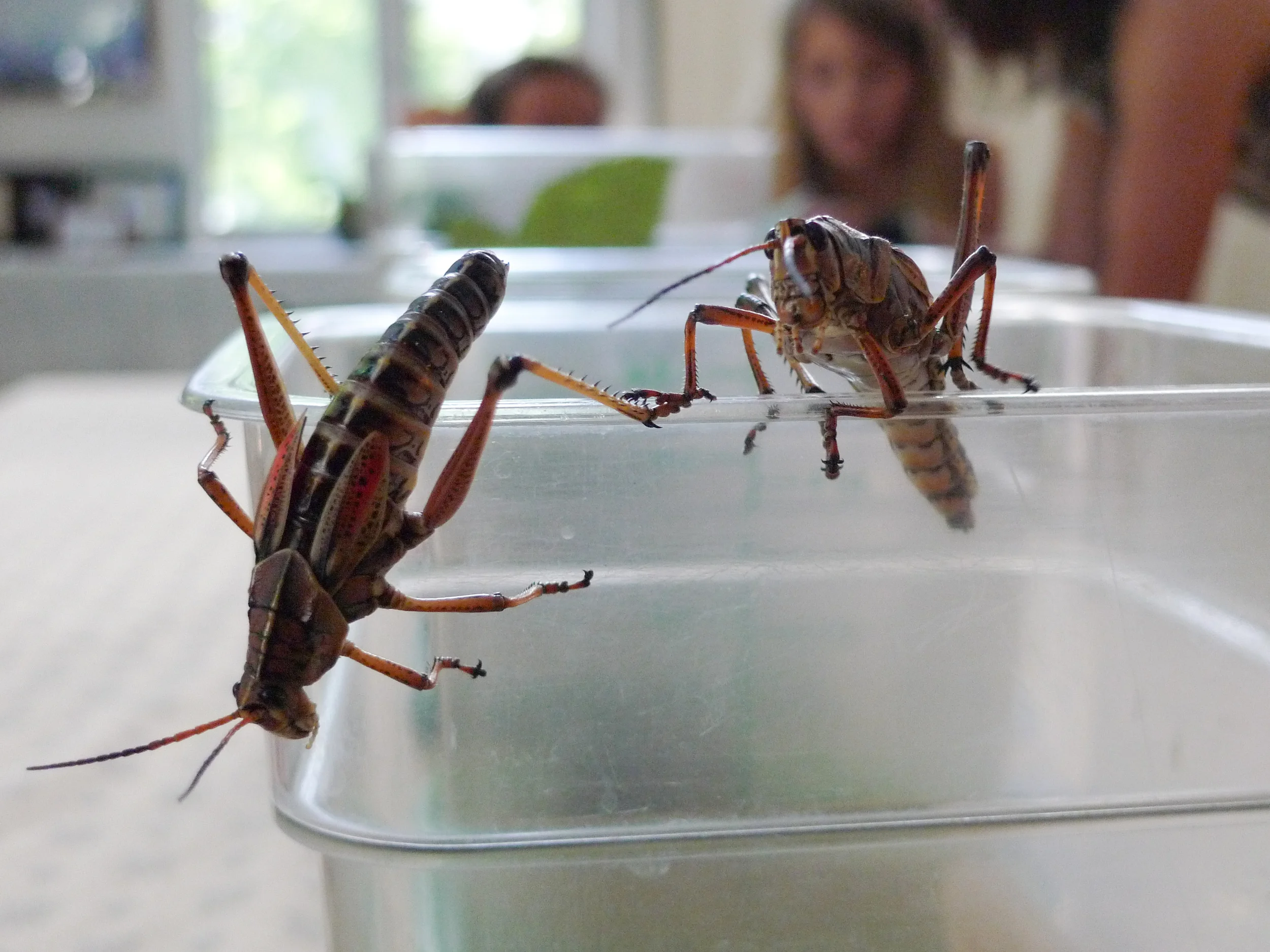 hoop_insects-164.jpg