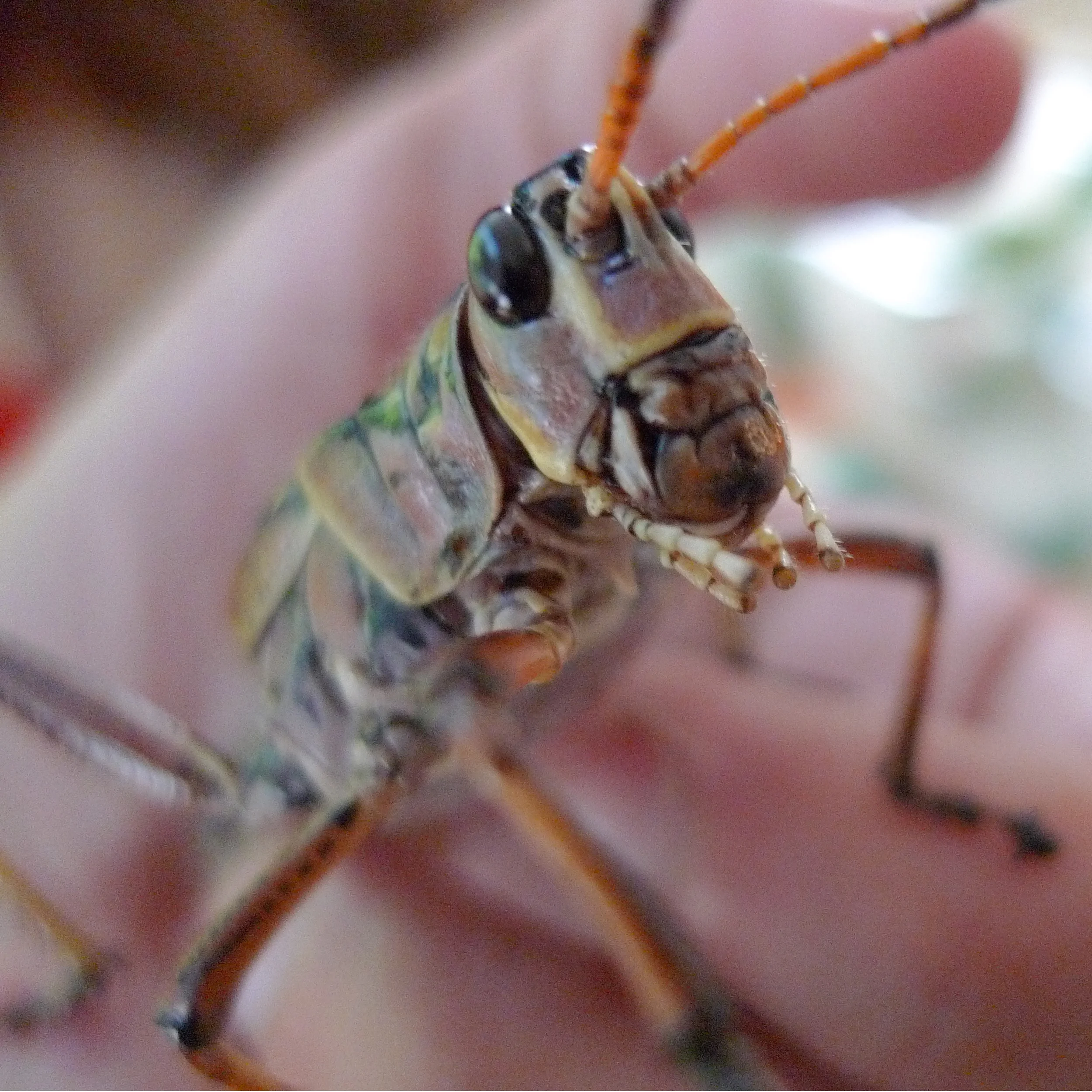 For the Love of Bugs: the Insect Discovery Lab