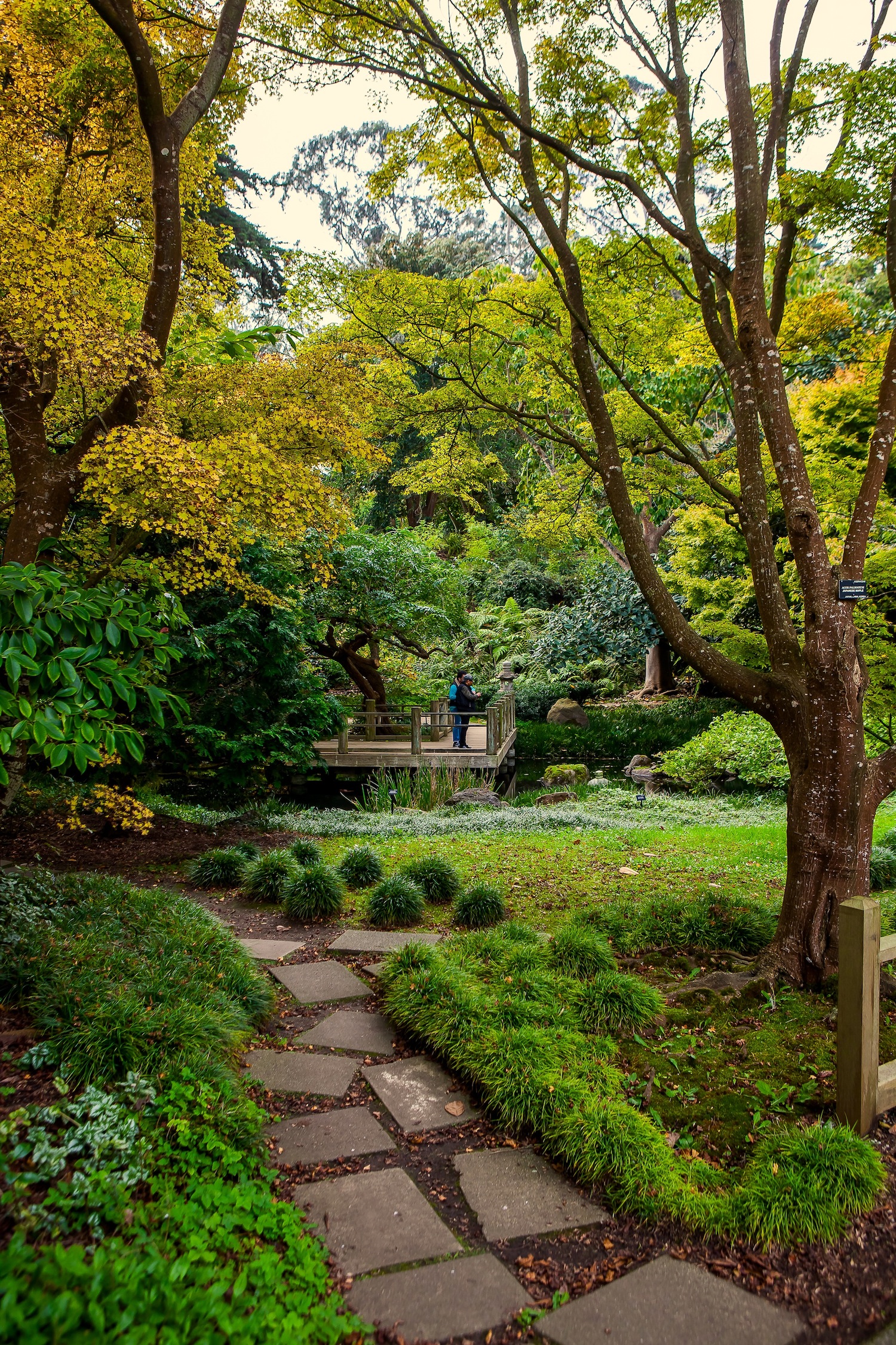 Fall Colors Brighten At The San Francisco Botanical Garden
