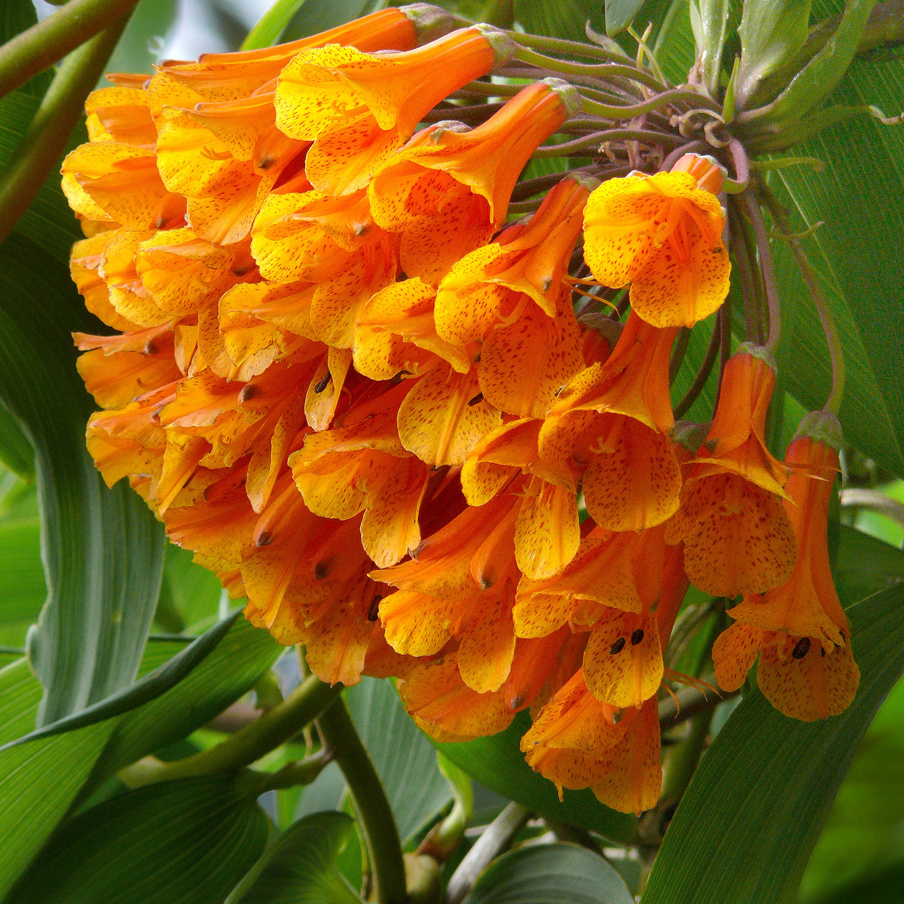 Fall Colors Brighten At The San Francisco Botanical Garden