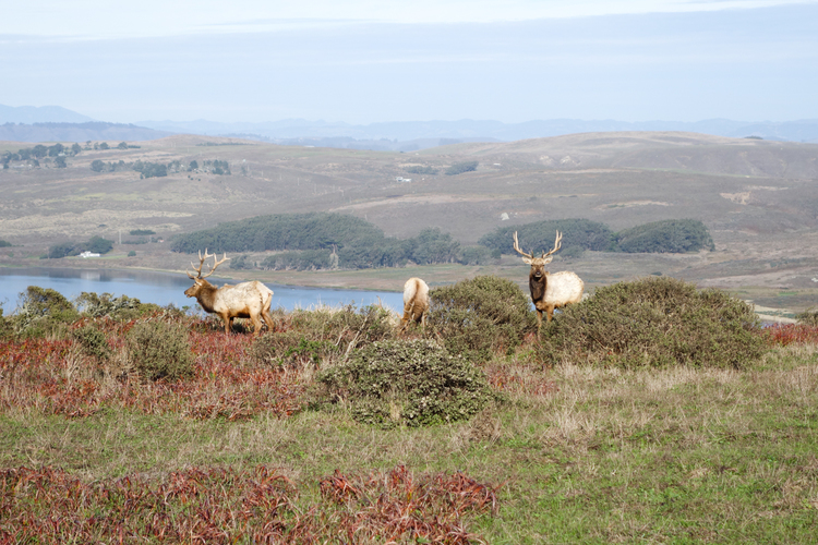 TULE ELK AT TOMALES POINT, CA