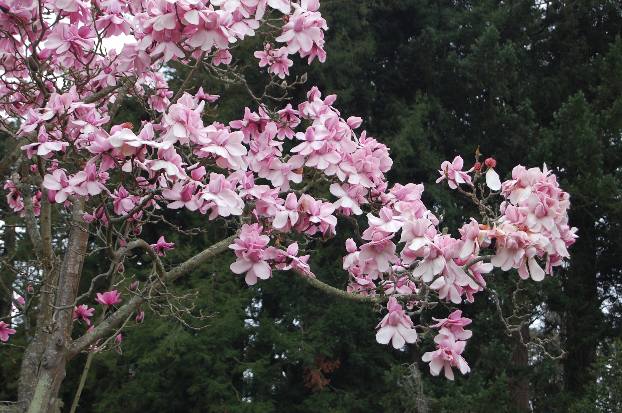 Magnolia campbellii. Far Out Flora 