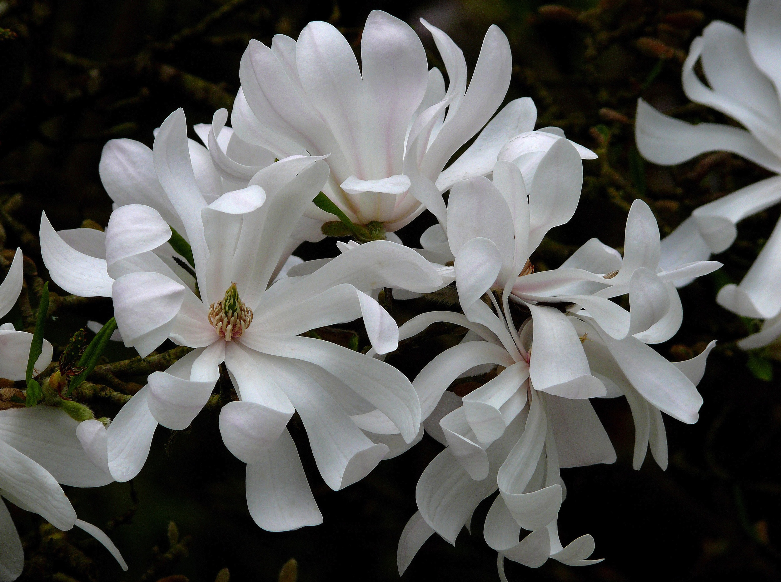 Magnolia stellata 'Waterlily'. James-Gaither 