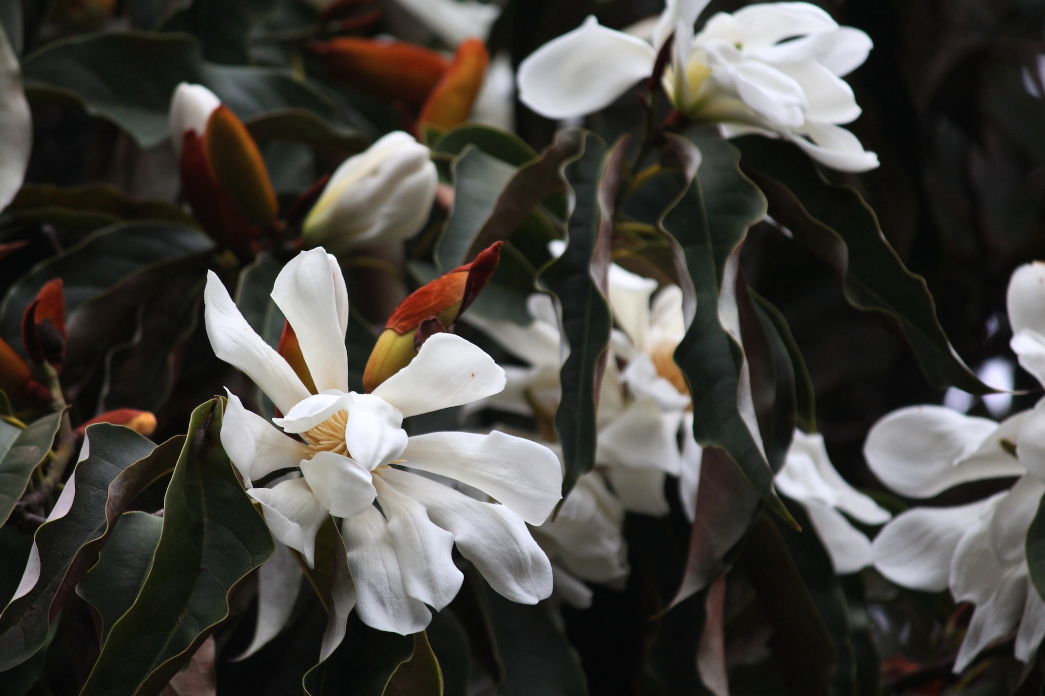 Magnolia doltsopa. Travis Lange