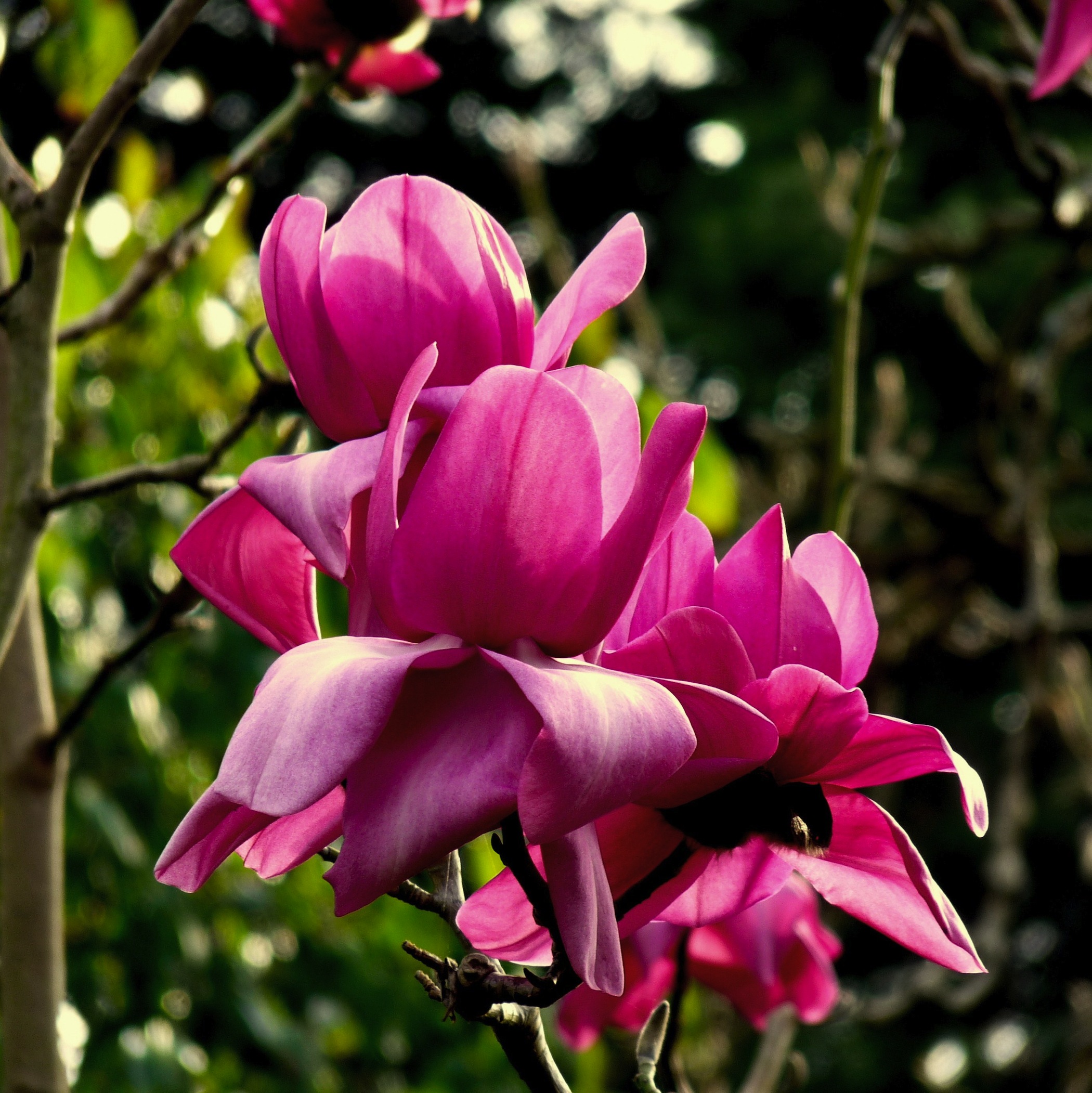 Magnolia campbellii 'Darjeeling'. Nancy Hwang