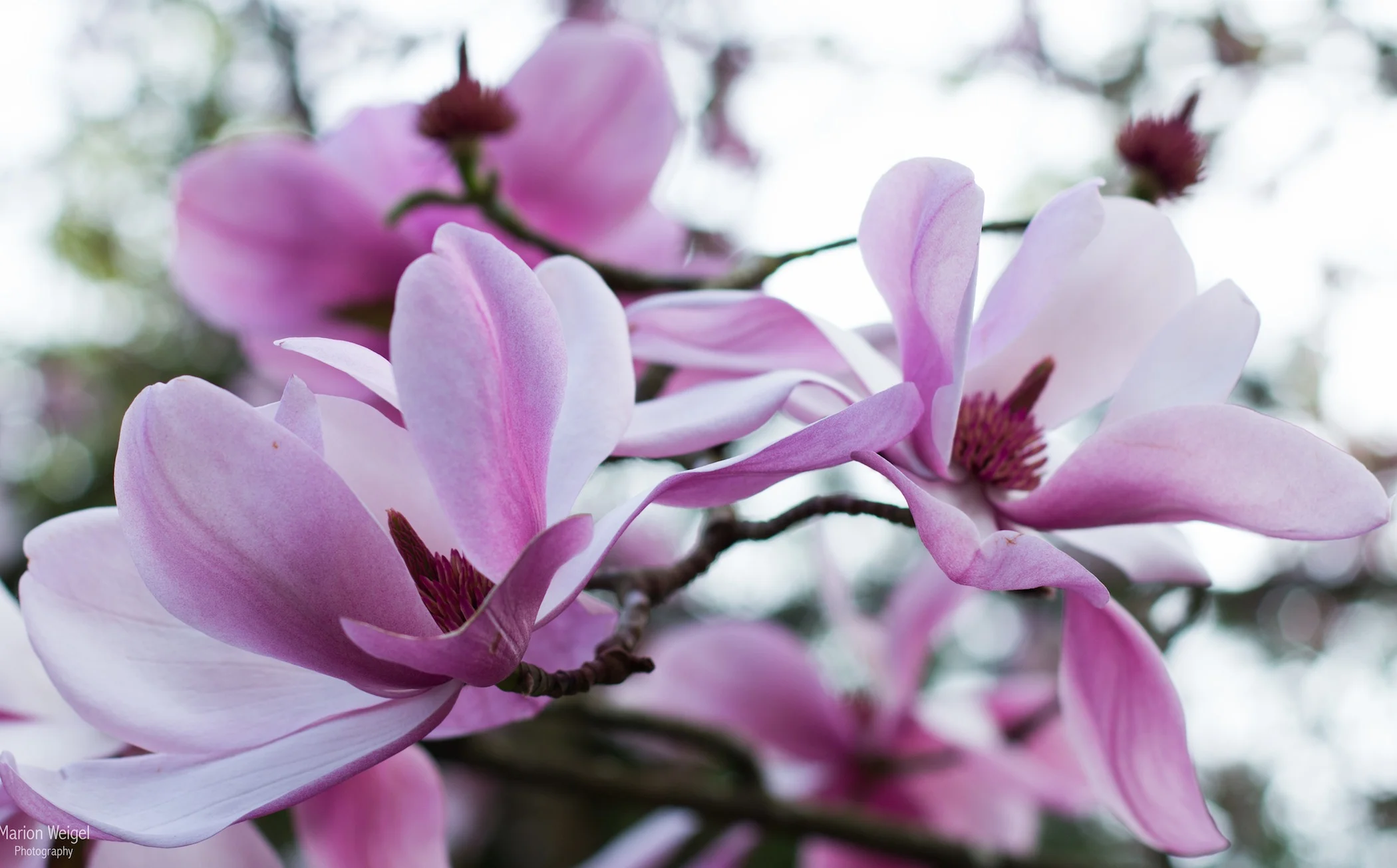 Magnolia sp. Marion Weigel
