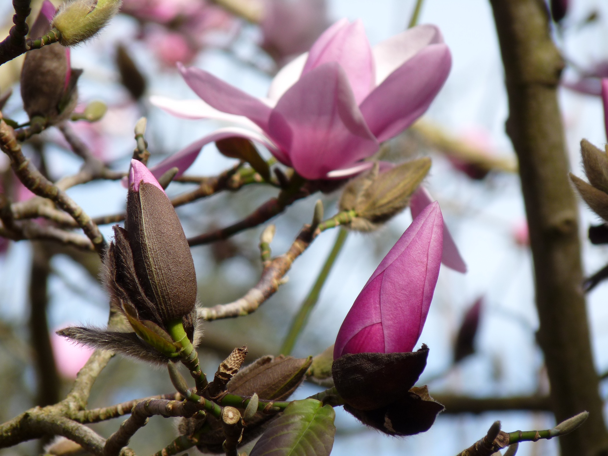 Magnolia sp. Nancy Hwang 