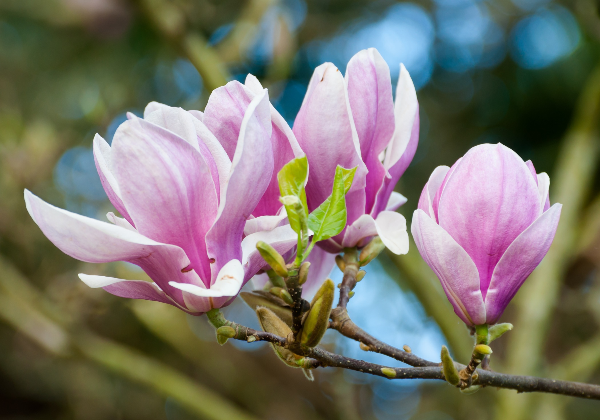 Magnolia x veitchii. Brian Fitzgerald 