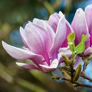 San Francisco Botanical Garden’s Magnificent Magnolia Bloom