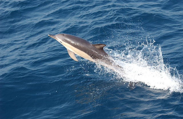 Common dolphin