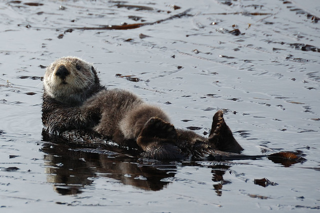 Mama Sea Otter with Baby