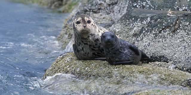 Spotted seal pup